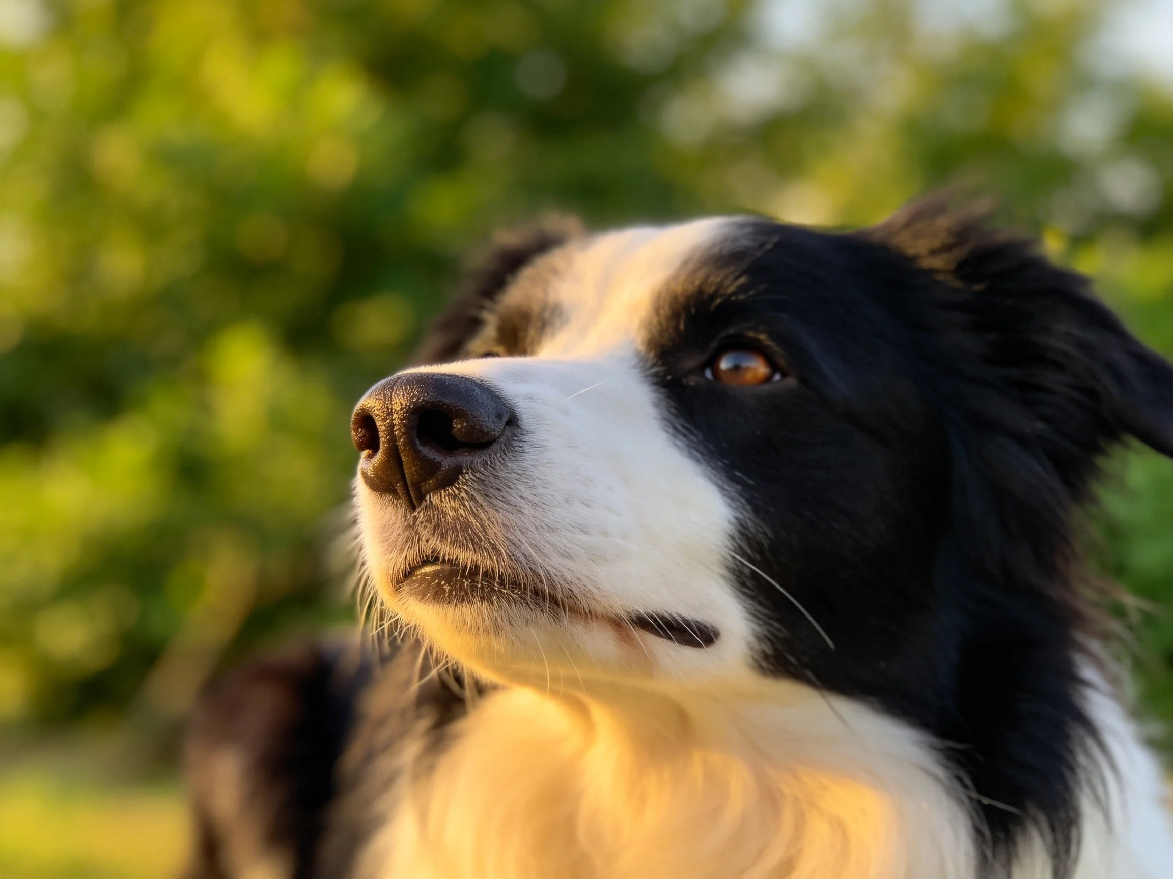 边境牧羊犬黑白相间的被毛在光下显得格外清晰，眼睛明亮有神。