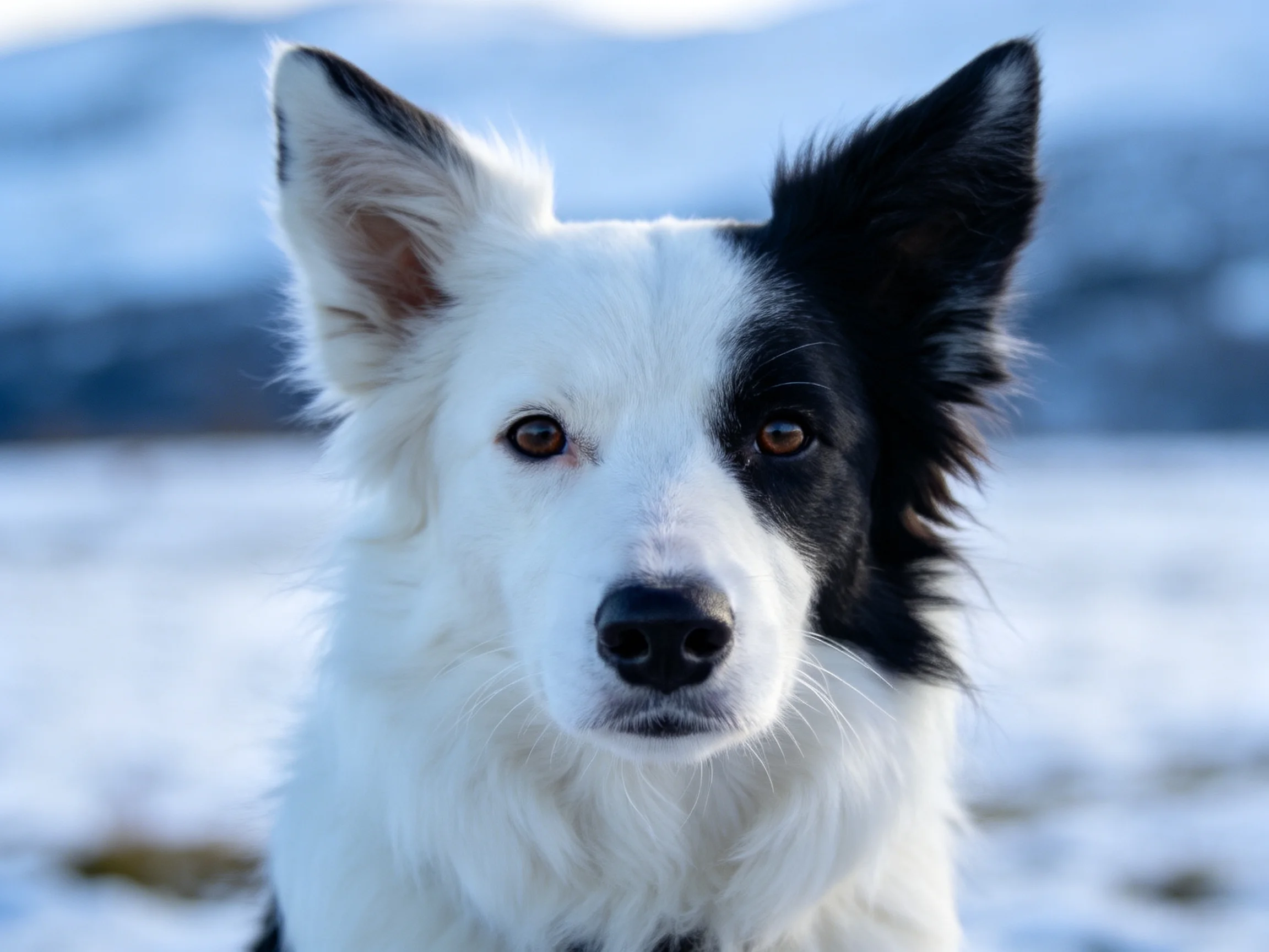 黑白边境牧羊犬,耳朵竖立,黑白相间的毛发清晰分明。