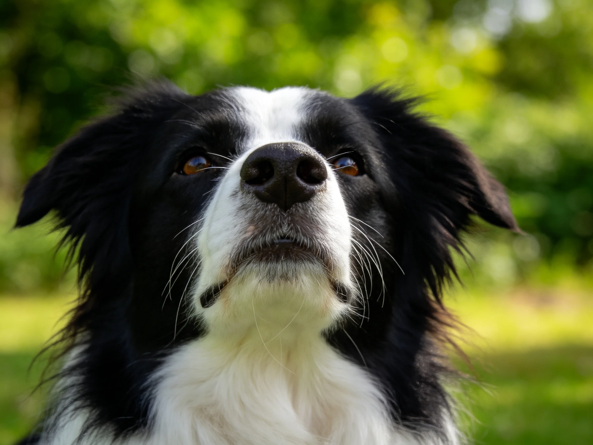 黑白边境牧羊犬,眼睛明亮注视上方,面部黑白分界清晰。