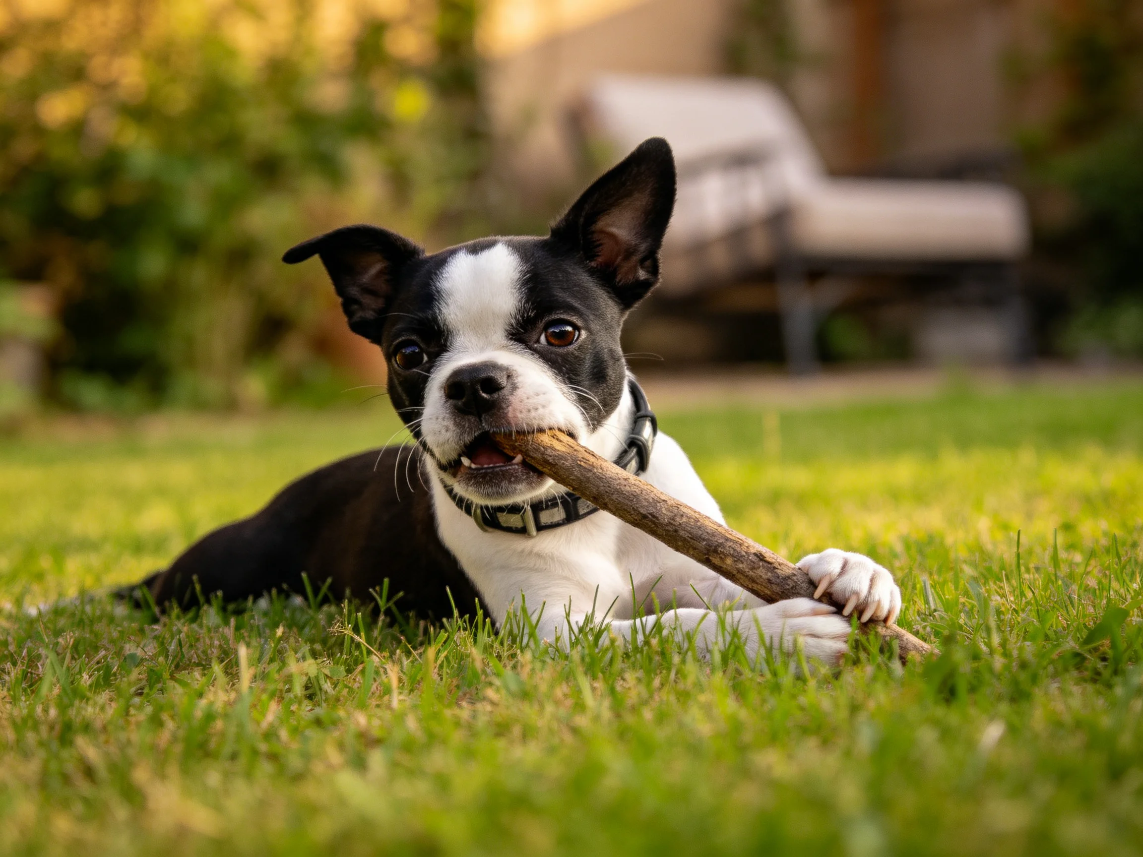 波士顿梗犬叼着表面有纹理的木棍,黑白相间的毛发清晰可见。