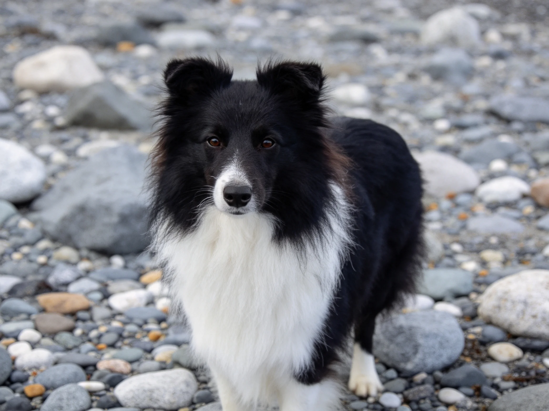 一只黑白色调的边境牧羊犬,毛发蓬松,正站在布满石块的地面,眼睛注视着镜头方向。