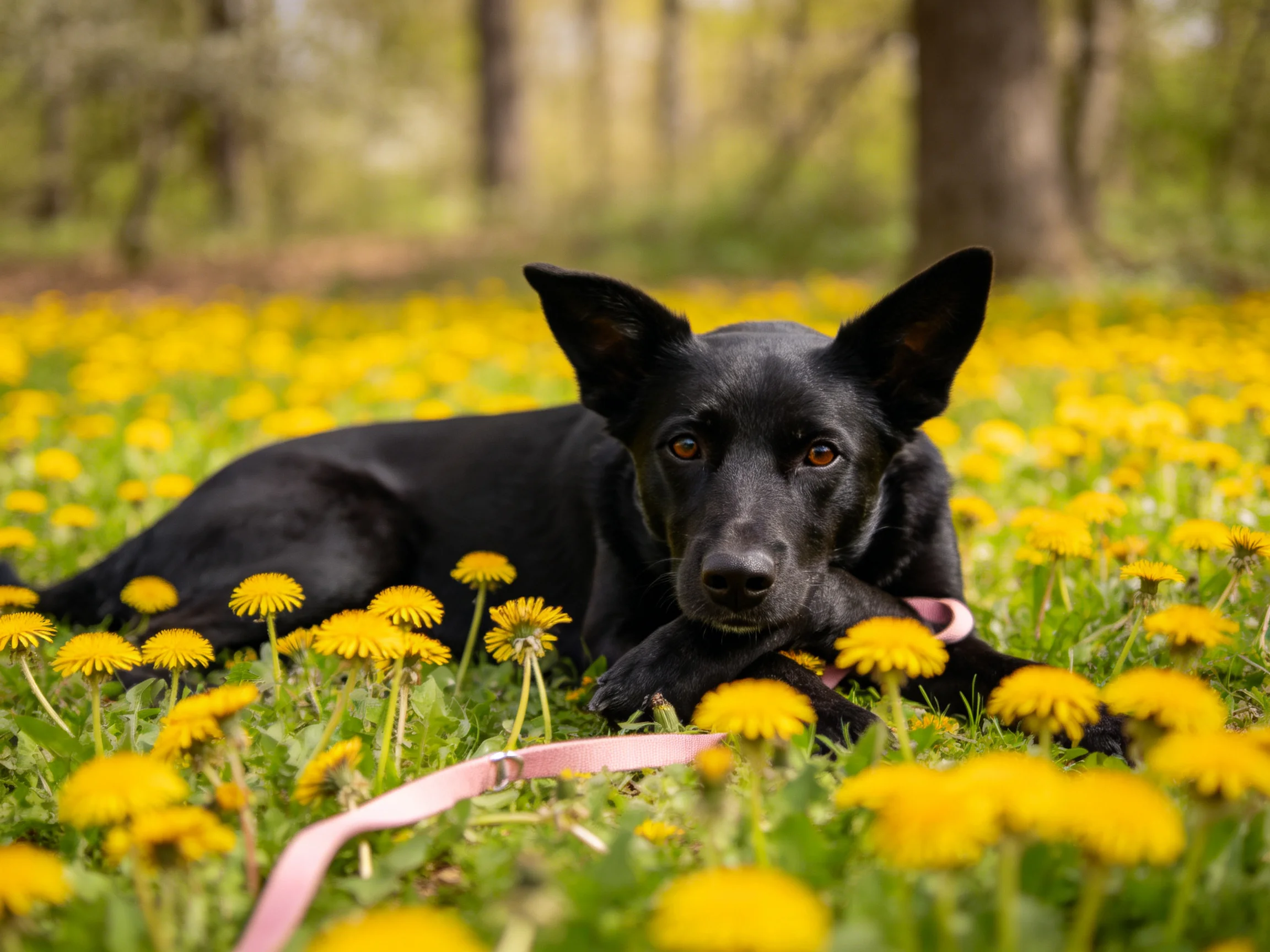 一毛短毛工作犬安静躺卧在满是黄色蒲公英的草地上,耳朵竖立,眼神平静。