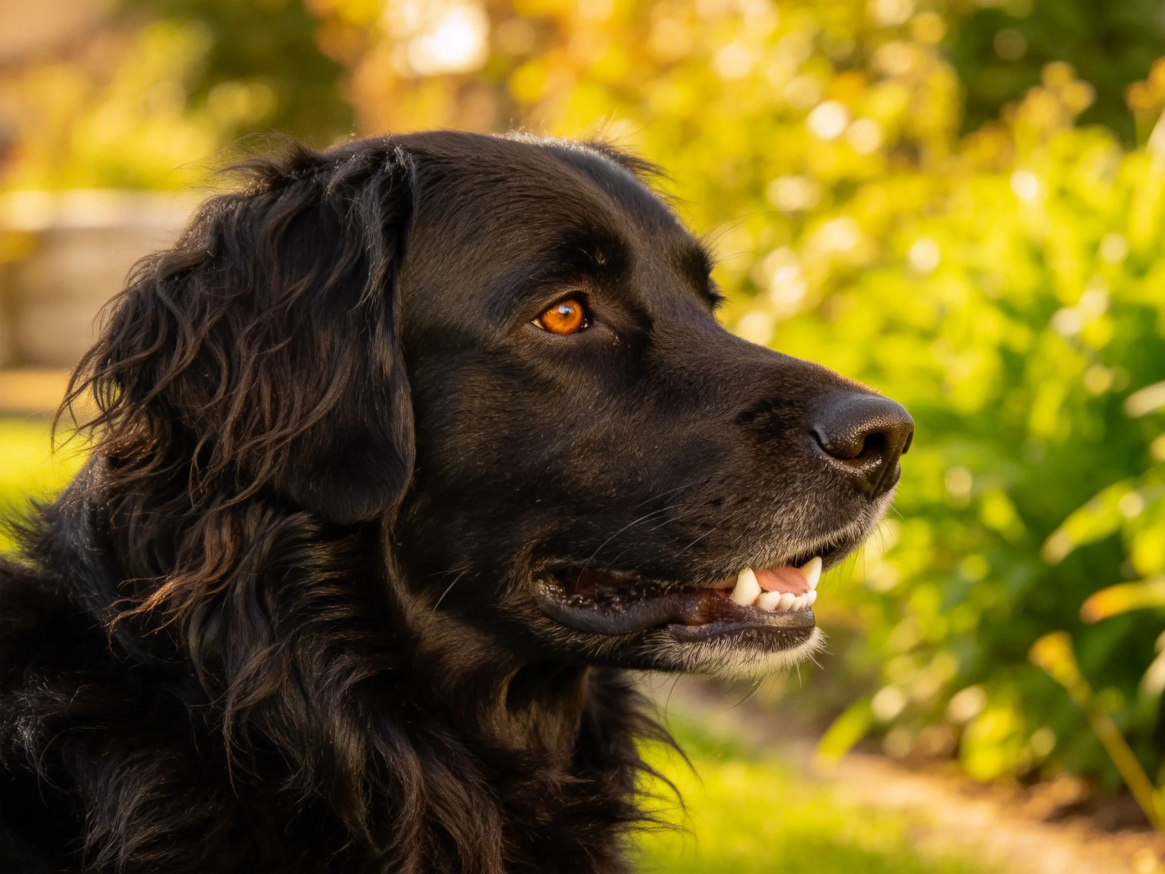 一只平毛寻回犬在花园中侧头凝望,琥珀色眼睛明亮,乌黑长卷毛顺滑有光泽。