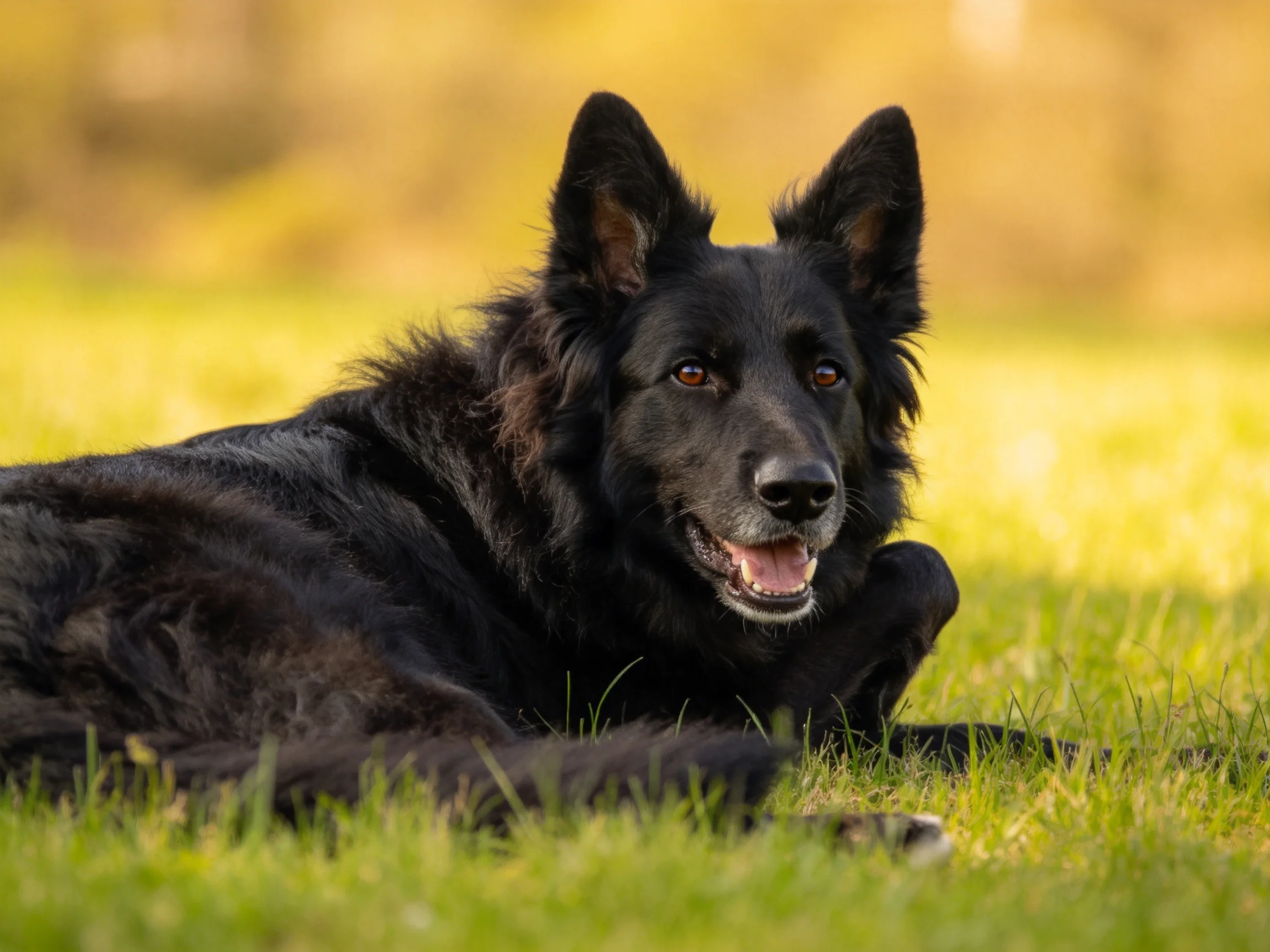 比利时牧羊犬黑色的浓密毛发贴在草地上,耳朵竖立注视前方。
