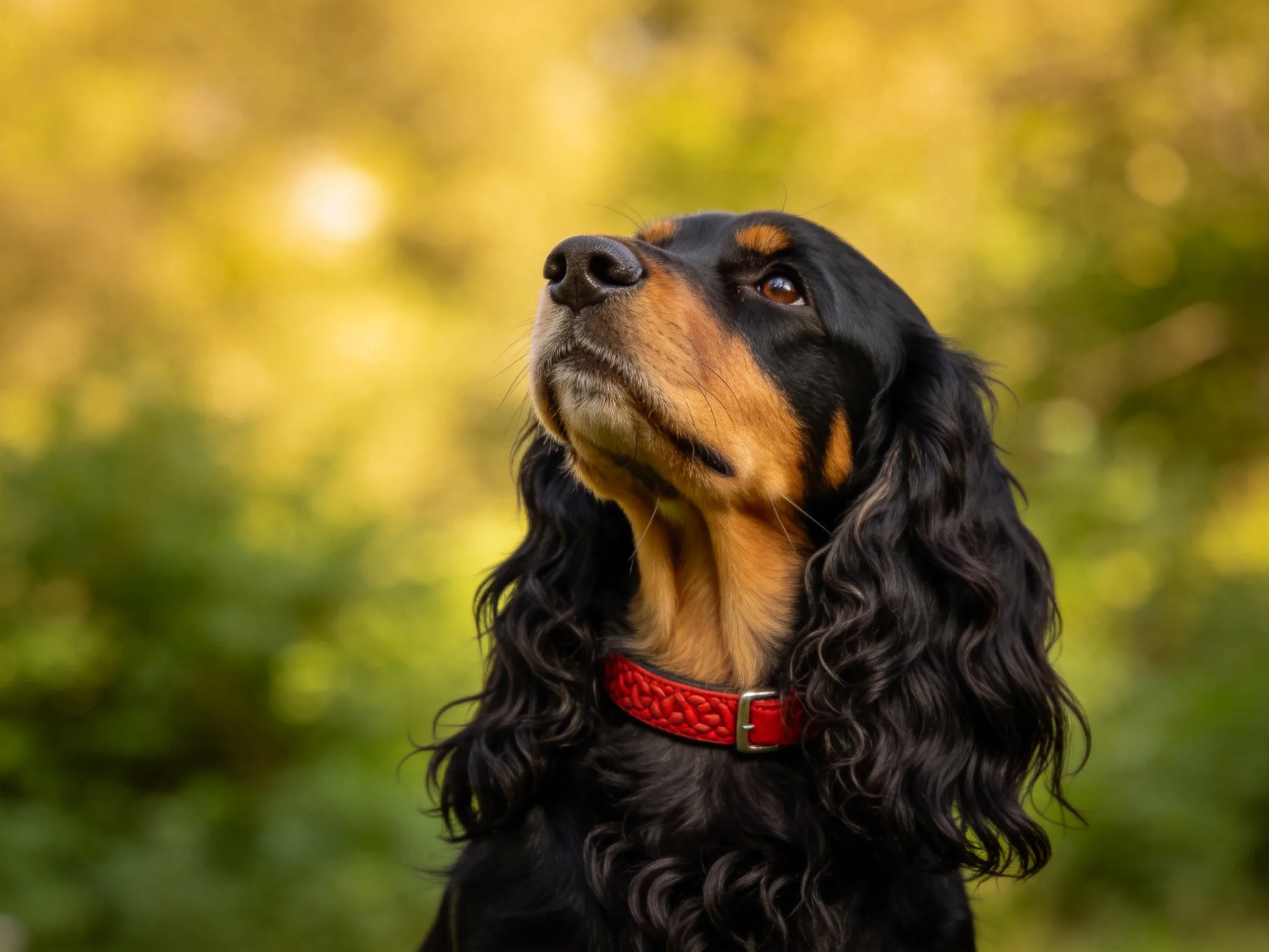 戈登赛特犬,黑色与棕色毛发分明,佩戴红色皮质项圈,抬头凝望时的姿态展现其警觉神情。