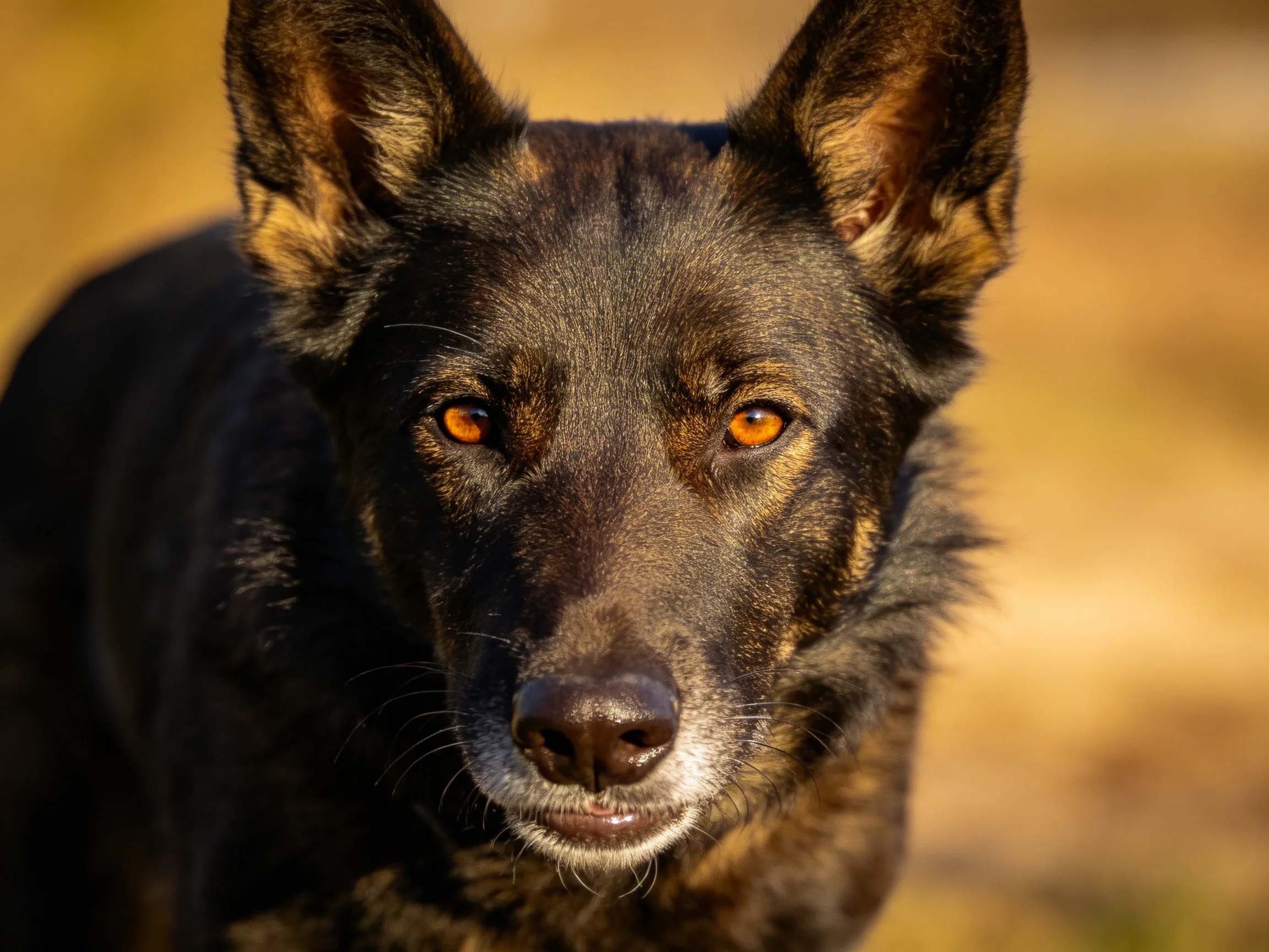 德国牧羊犬有着黑色的被毛和琥珀色的眼睛，鼻尖湿润贴在前方。