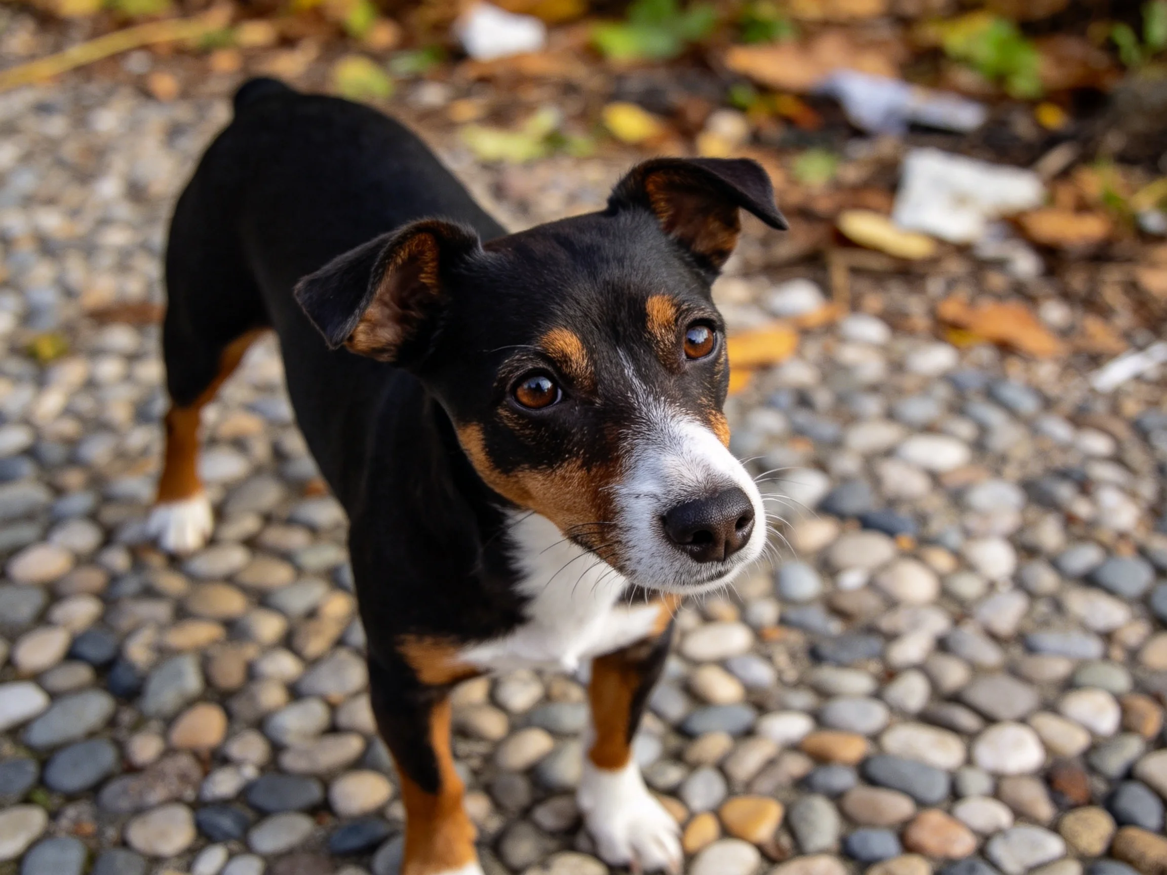 一只黑棕白相间的小型混血犬站在石子路上,耳朵竖起注视前方。