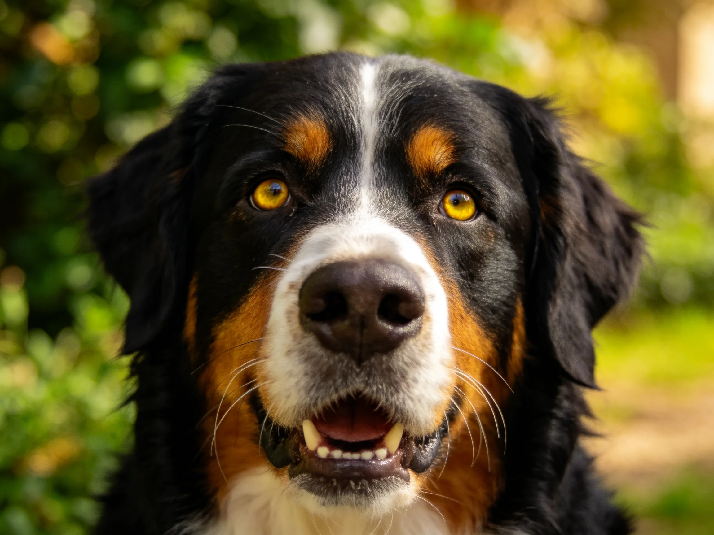 户外环境中的伯恩山犬,黄色眼睛明亮,黑白色相间的毛发清晰可见。