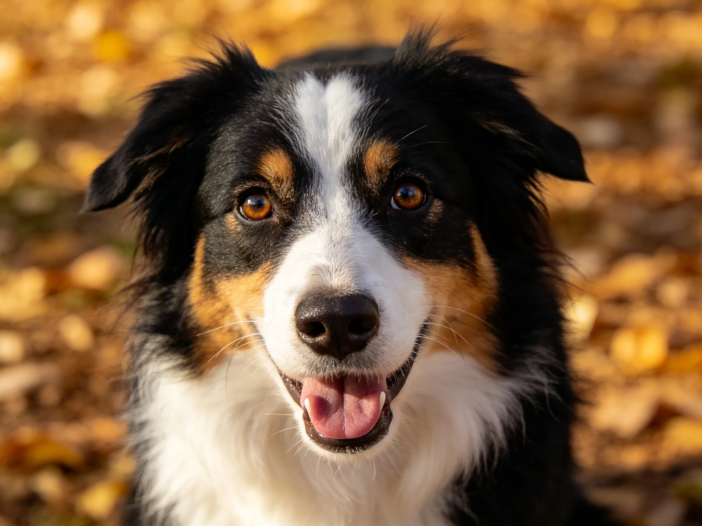 图中是一只三色边境牧羊犬,它有着黑白棕相间的毛发,嘴巴张开露出牙齿,处于户外环境。