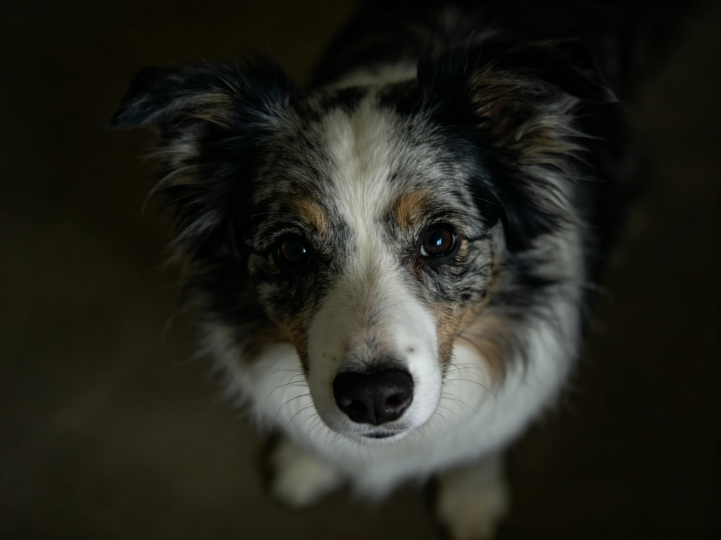 一只澳大利亚牧羊犬,双眼明亮,毛发呈现黑、白、棕三色相间的纹理。