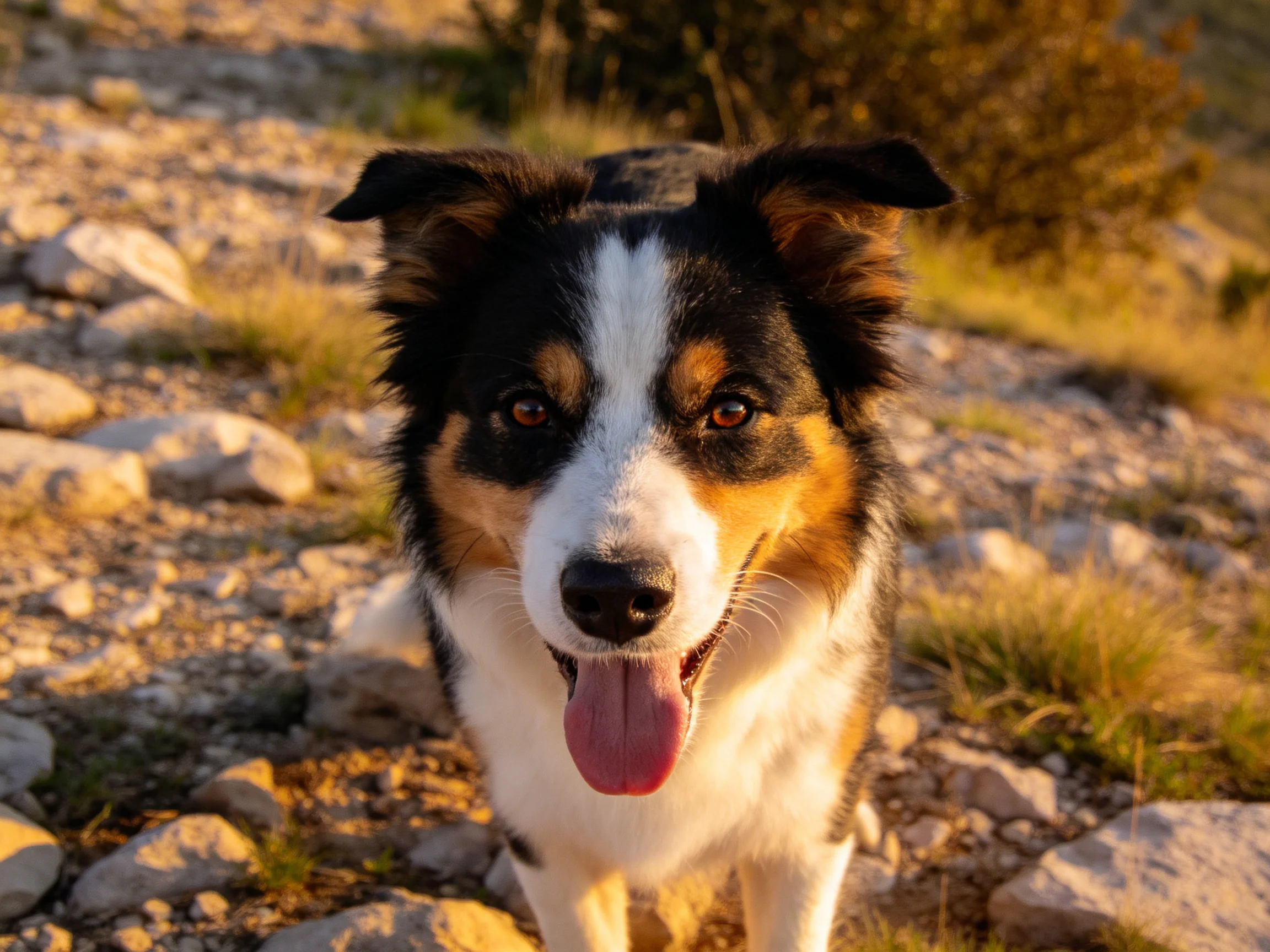 一只边境牧羊犬正面对镜头,它黑白棕相间的被毛清晰可见,粉红色的舌头伸出来,耳朵竖立着。