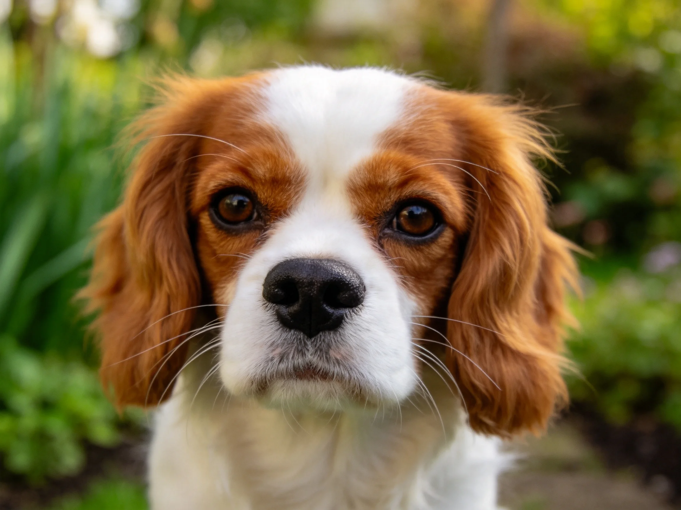 一只查理王小猎犬特写镜头,白色与红棕色相间的毛发,眼神温和。