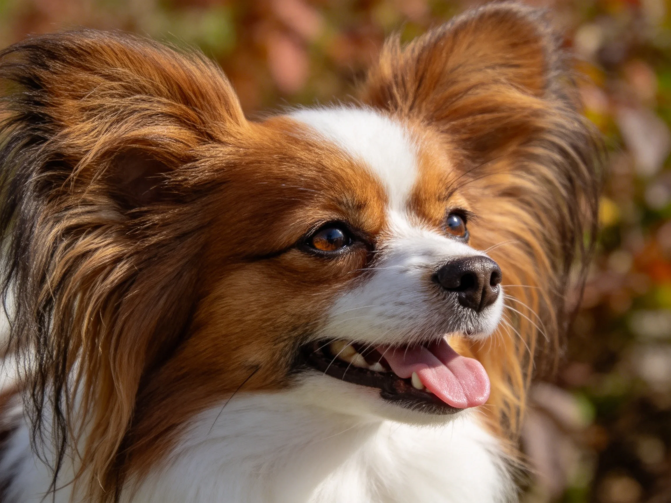 一只蝴蝶犬,棕白相间的毛发,耳朵竖立,舌头微微伸出,展现出的神态。