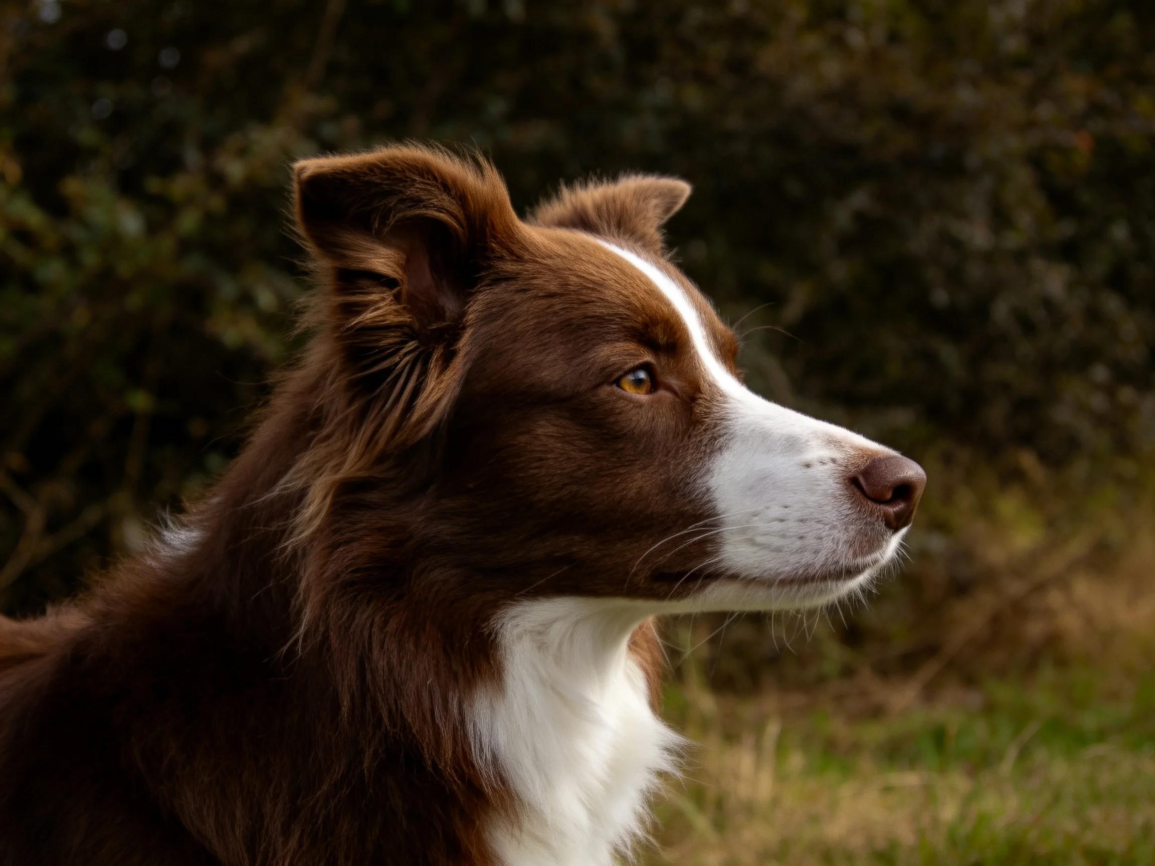 红白相间的边境牧羊犬目光专注,白色的口鼻部与棕色的头部形成鲜明对比。