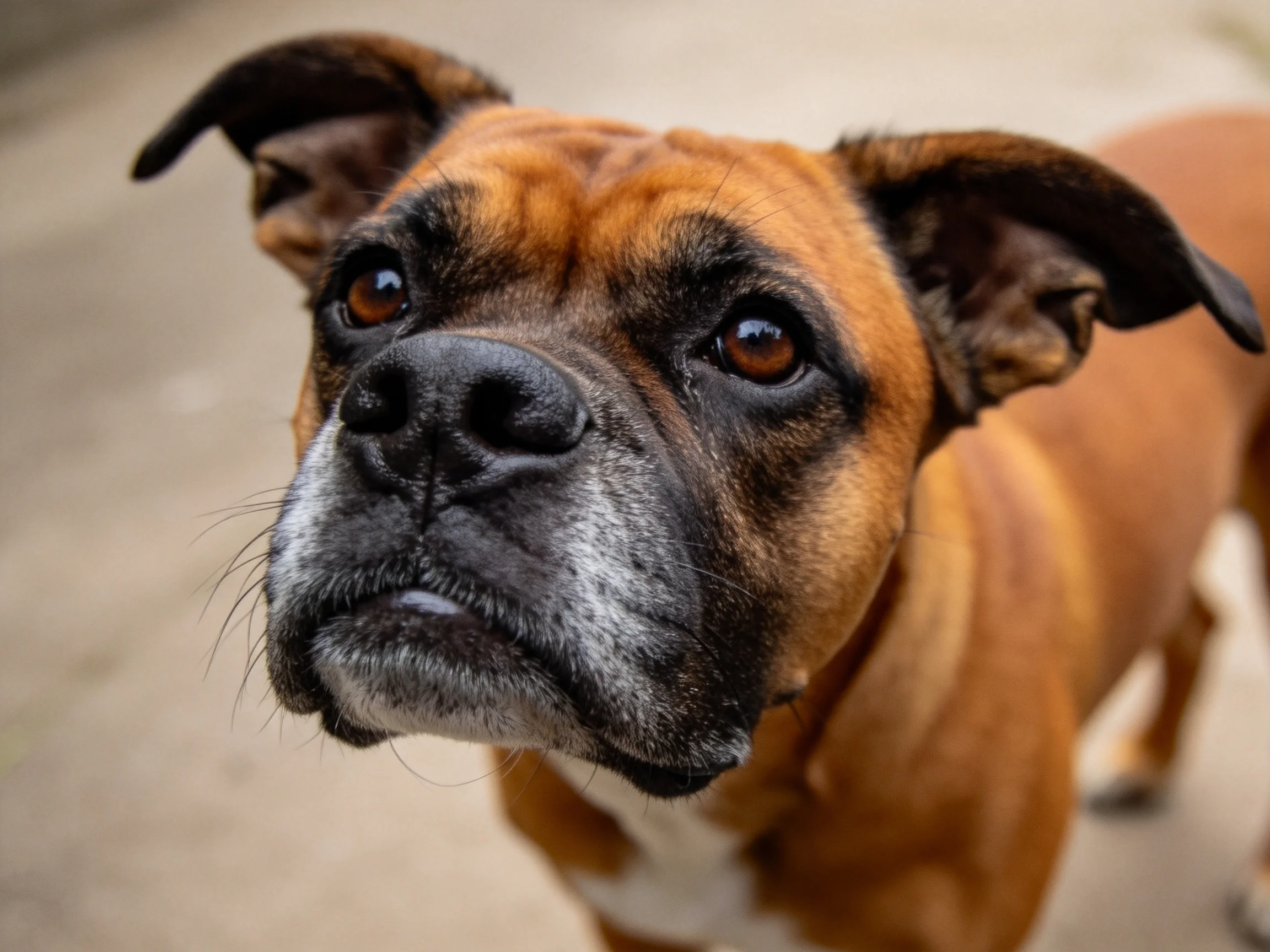 一只拳师犬正以专注的表情凝视上方,面部棕褐色与黑色斑纹对比鲜明。