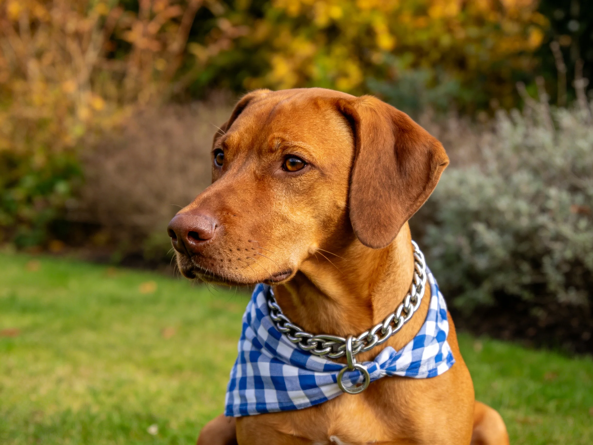 一只红棕色短毛指示犬戴着金属项圈和蓝白格纹围巾站在户外草地上。