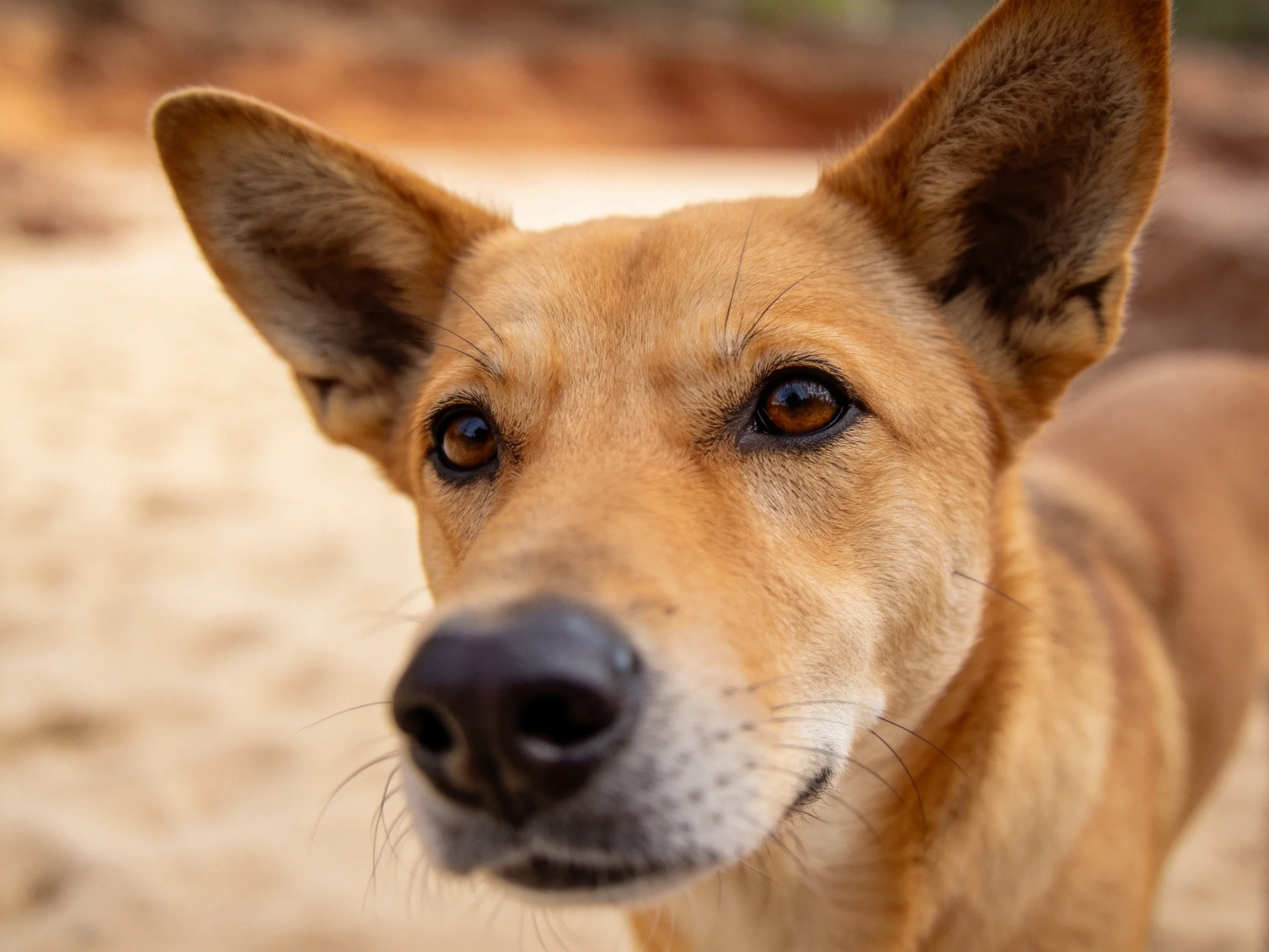 这只野犬拥有竖立的耳朵和浅棕色带纹理的被毛,在光线下呈现出清晰的特写画面。