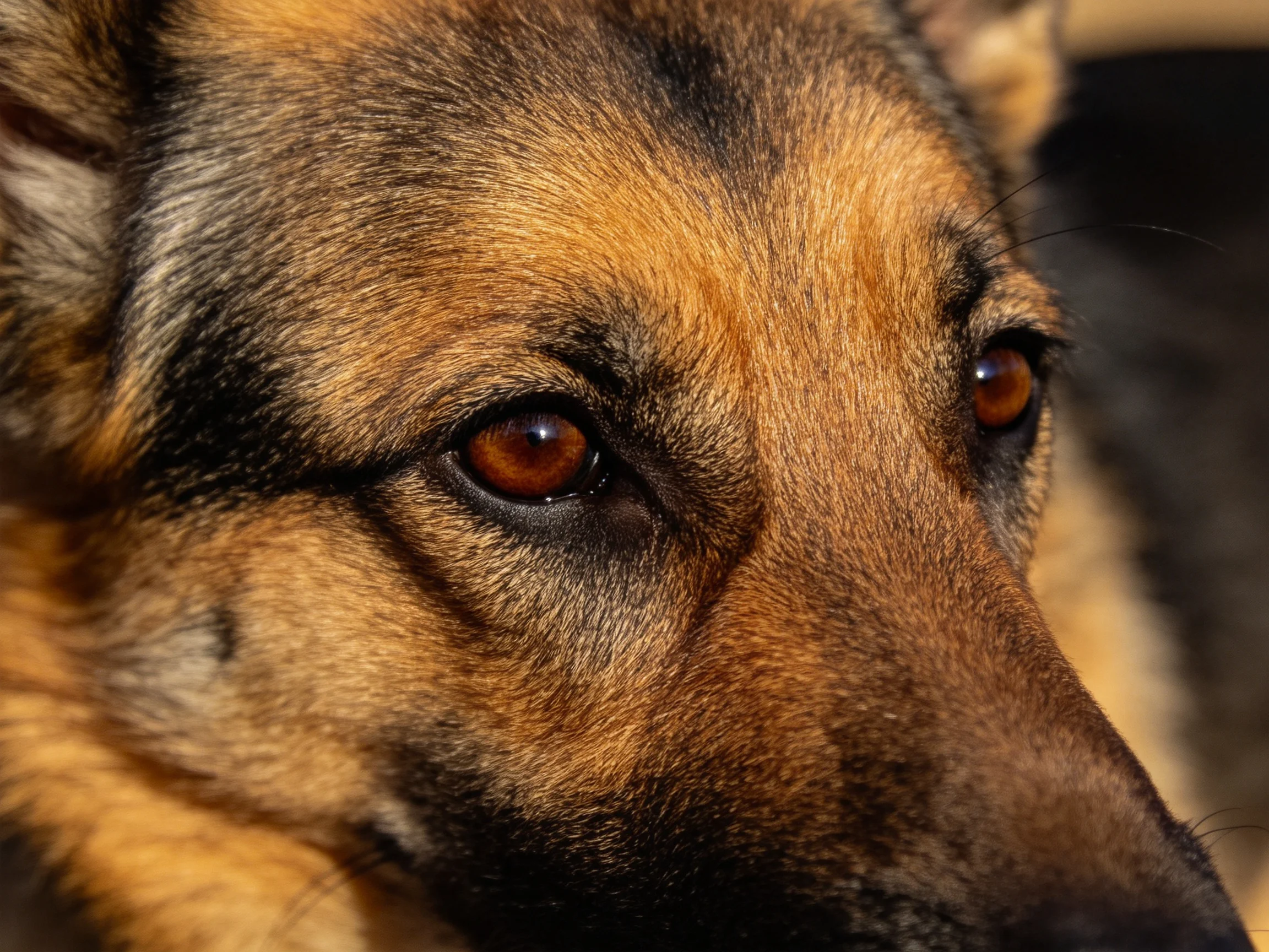 一只德国牧羊犬的特写镜头,呈现出它琥珀色眼睛和黑棕色相间的毛发纹理。