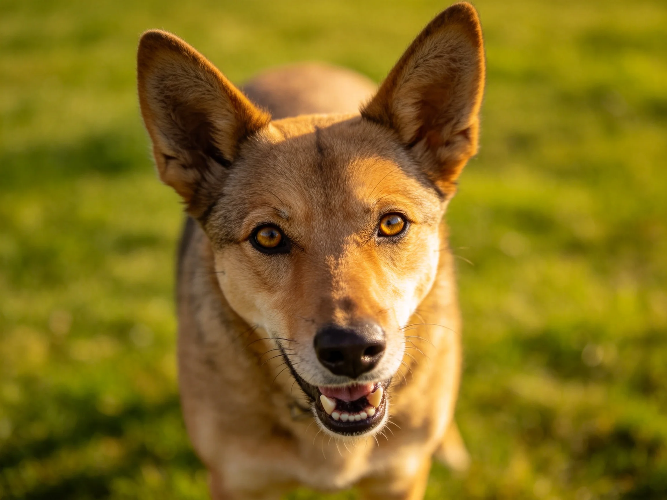 一只野犬混种,浅棕色皮毛,竖立耳朵,嘴巴张开露出牙齿,处于户外草地环境中。
