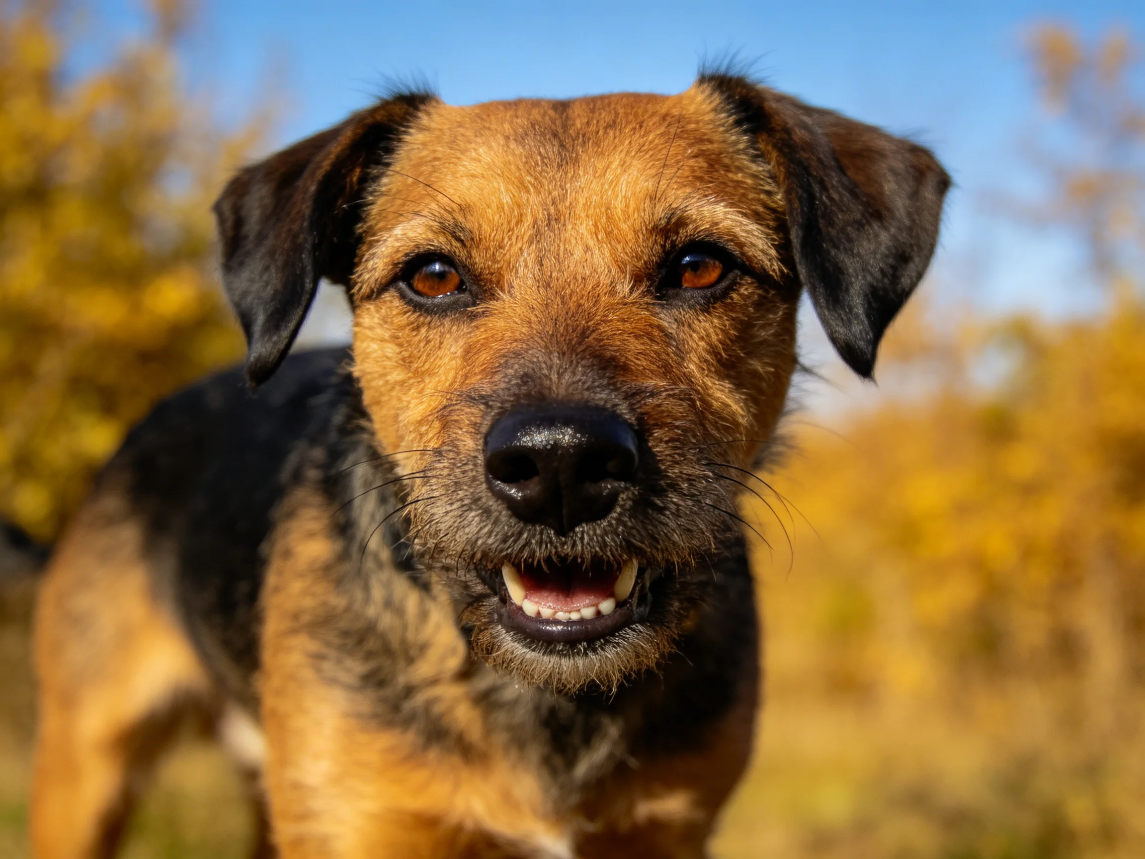 边境梗犬嘴巴张开露出洁白的牙齿，鼻尖湿润，耳朵下垂。