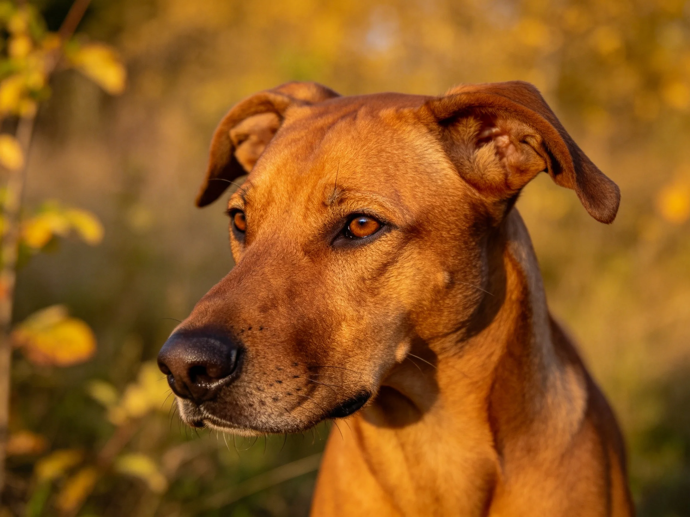 一只鲁德西恩脊背犬的特写镜头,狗狗红棕色短毛光滑,耳朵半立,处于户外环境中。