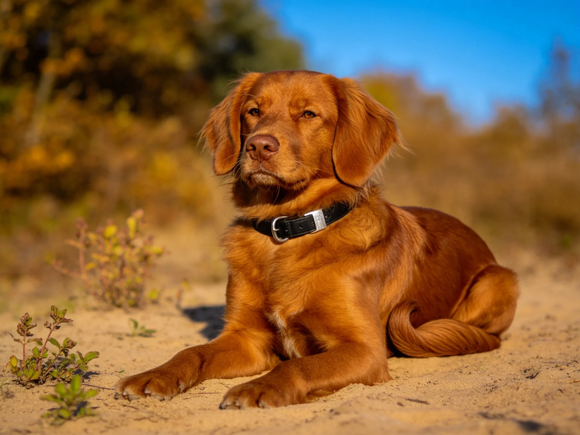 金毛寻回犬幼犬趴在沙滩上，有着金黄色的浓密被毛，黑色的项圈清晰可见。