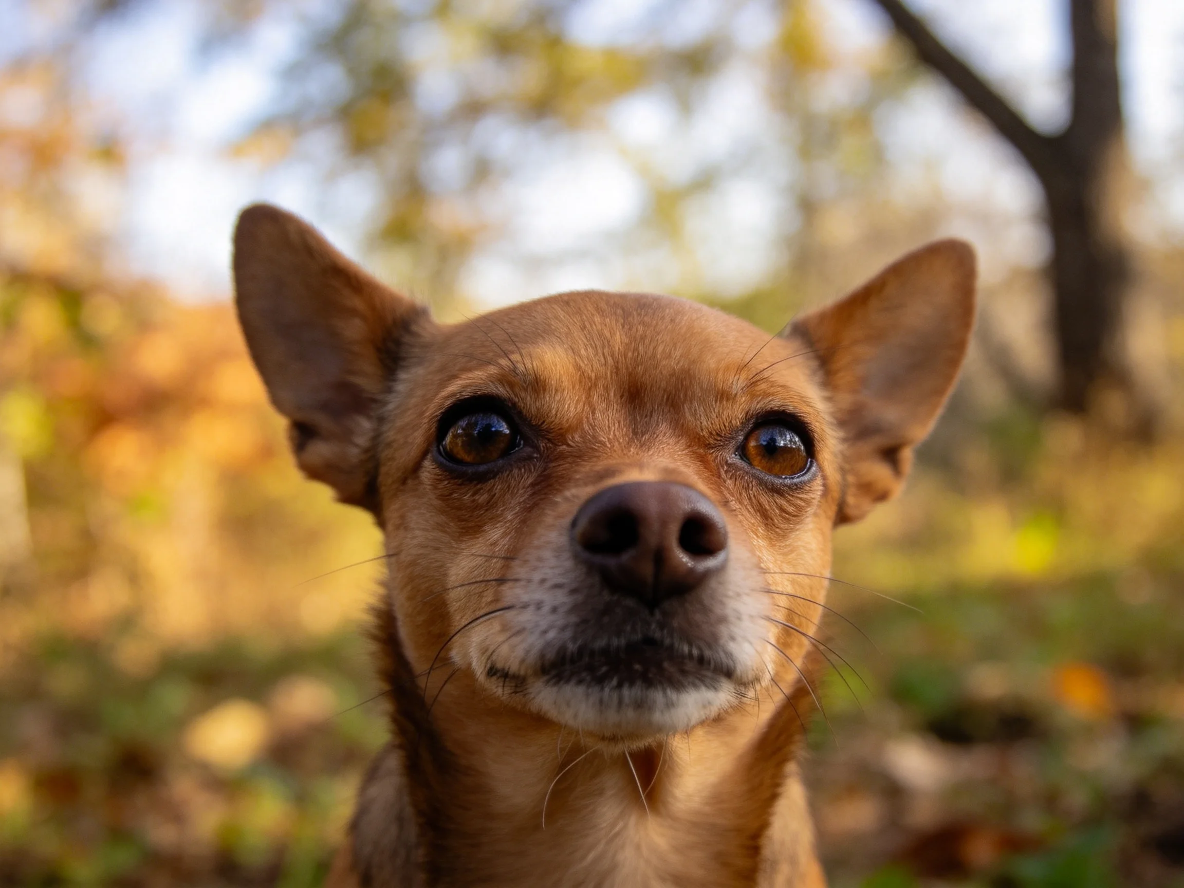 一只小型吉娃娃犬,浅棕色短毛,眼睛明亮,处于秋季树林环境中,耳朵竖立。