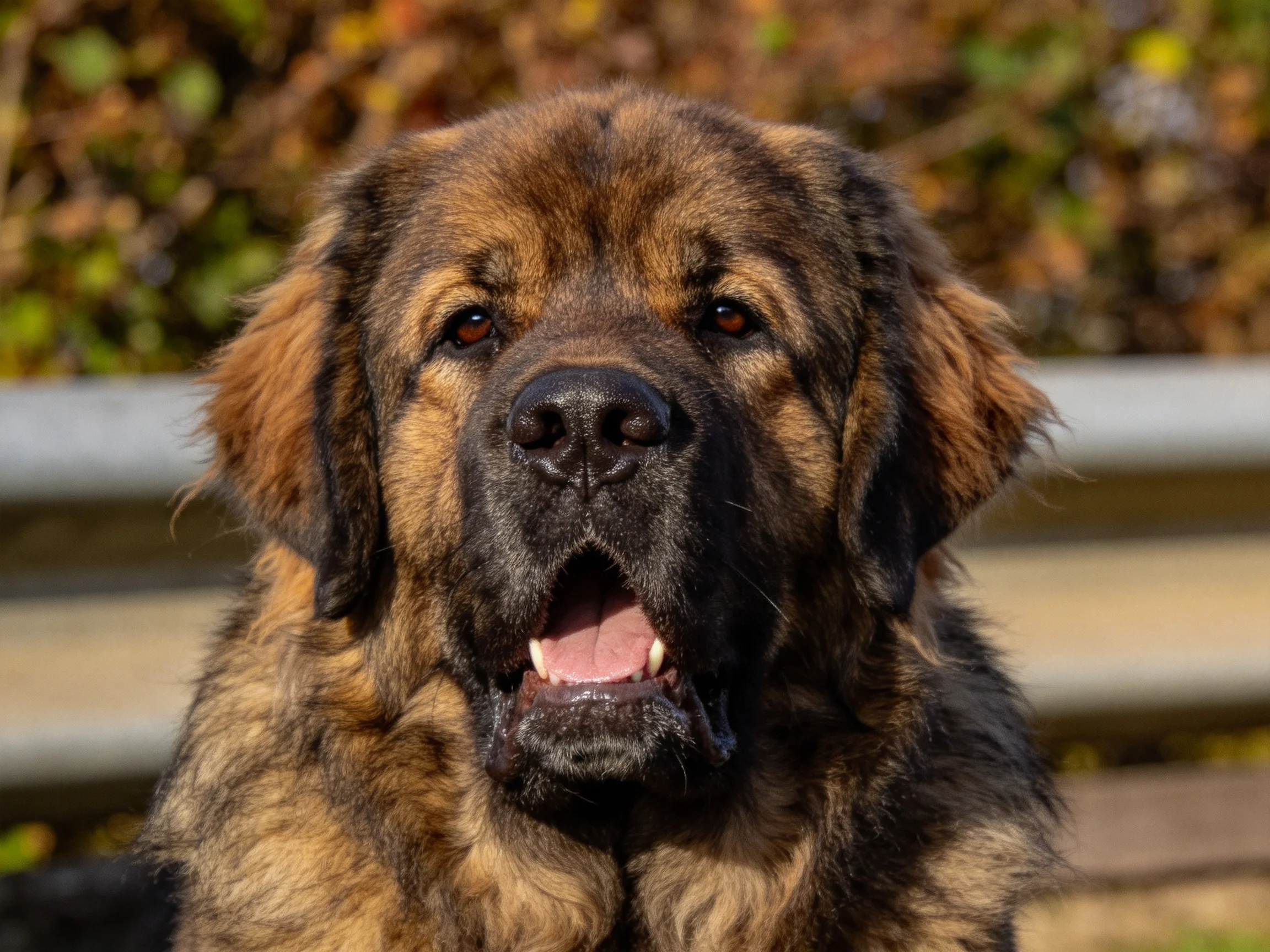 高加索犬面向镜头，浓密棕褐与黑色相间的毛发，嘴巴张开露出牙齿。