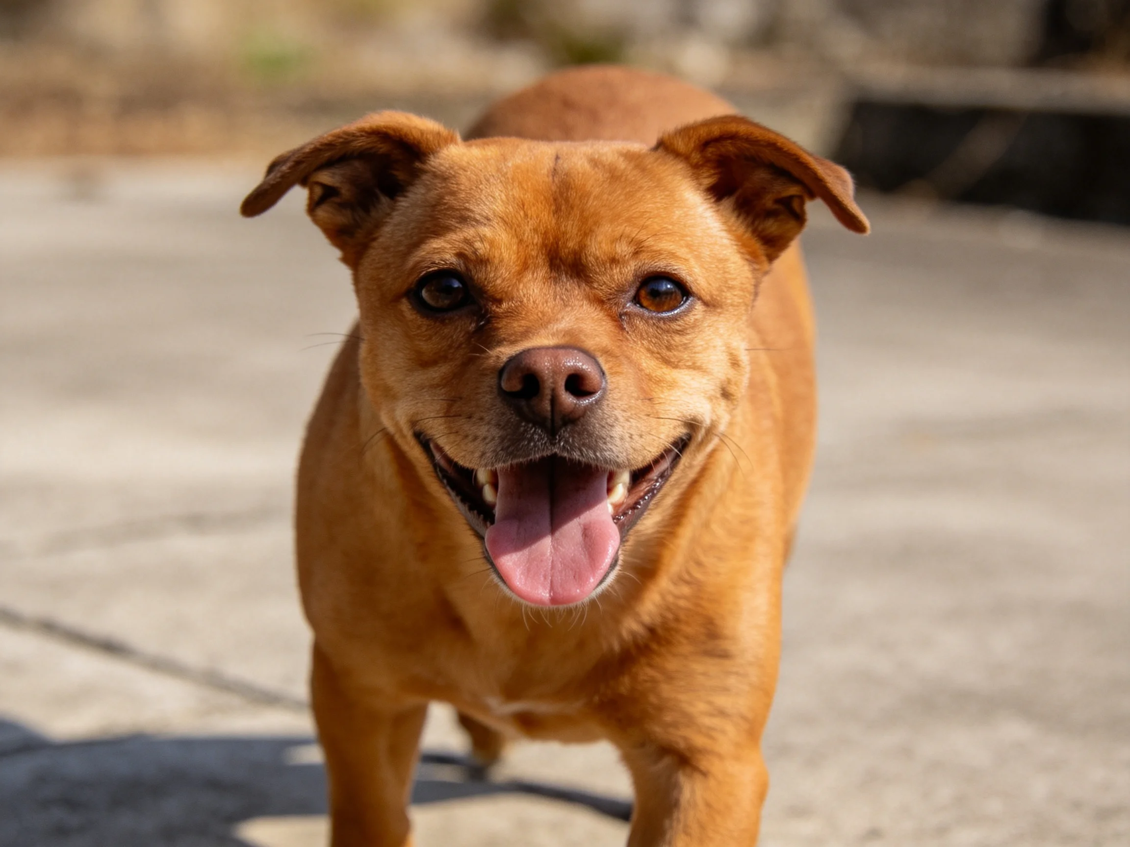 一只短毛混血犬面向镜头,嘴巴张开露出牙齿和粉红色舌头,暖棕色短毛在阳光下显得格外明亮。
