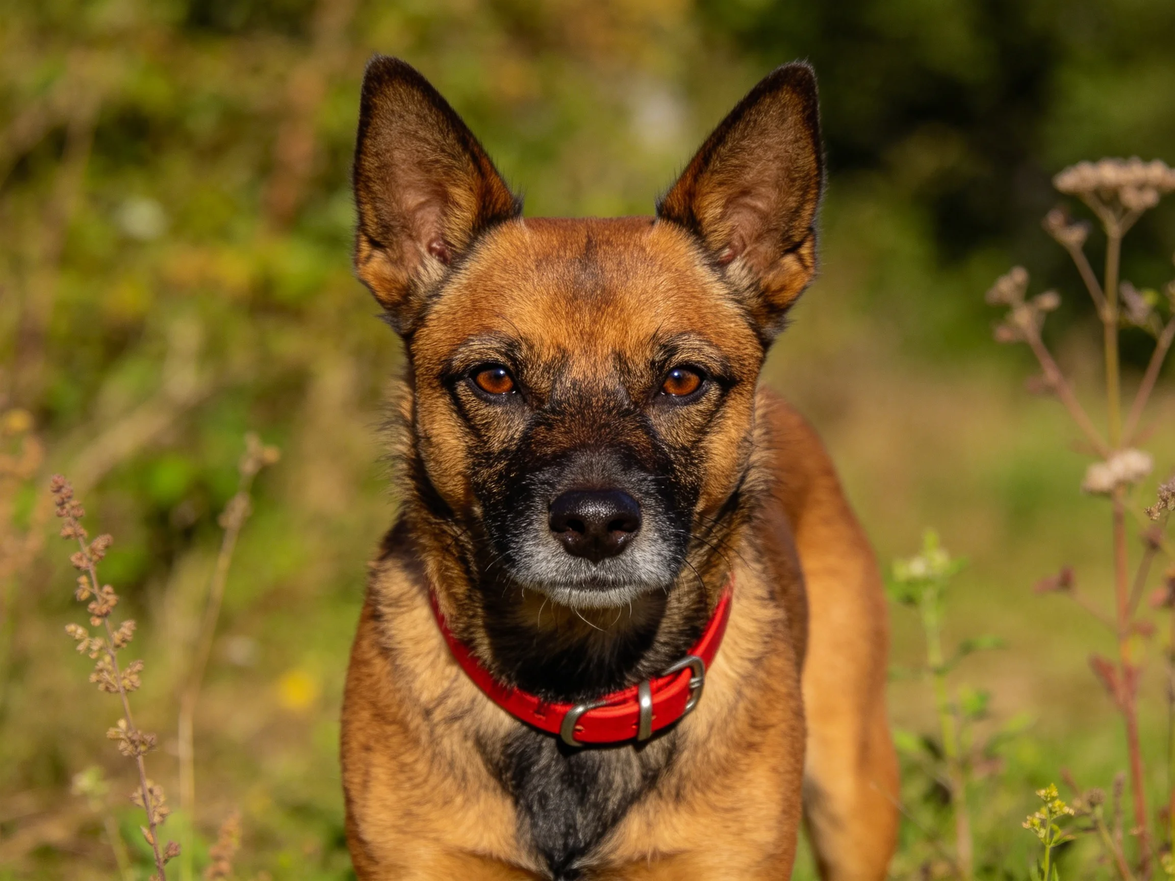一只中等体型混种牧羊犬,棕褐色被毛搭配黑色面部斑纹,佩戴红色项圈,处于户外草地环境中。