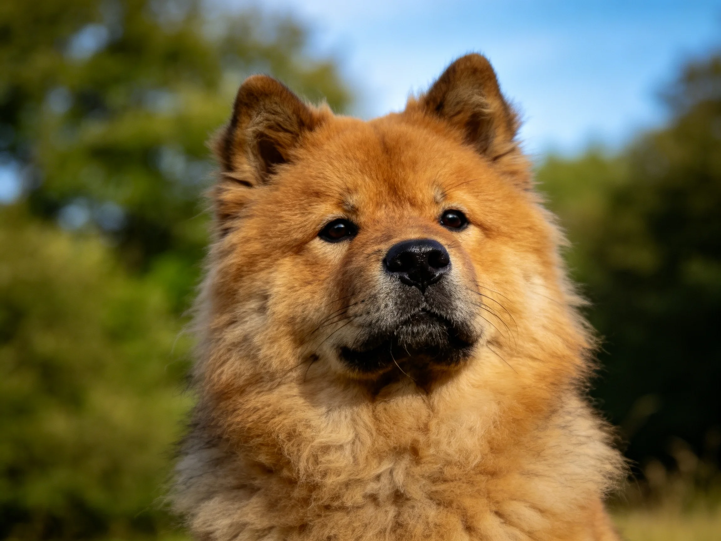 一只浅棕色的松狮犬,有着浓密蓬松的毛发,黑色的眼睛和鼻子清晰可见。