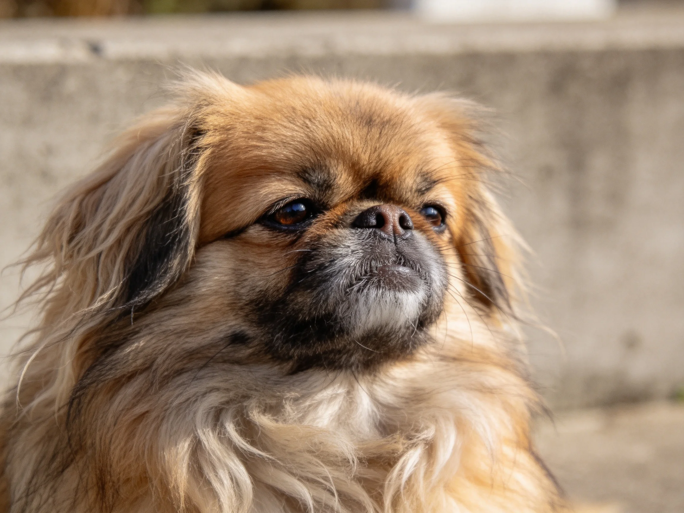 北京犬面部特写,棕褐色毛发蓬松,展现平脸犬种典型特征。