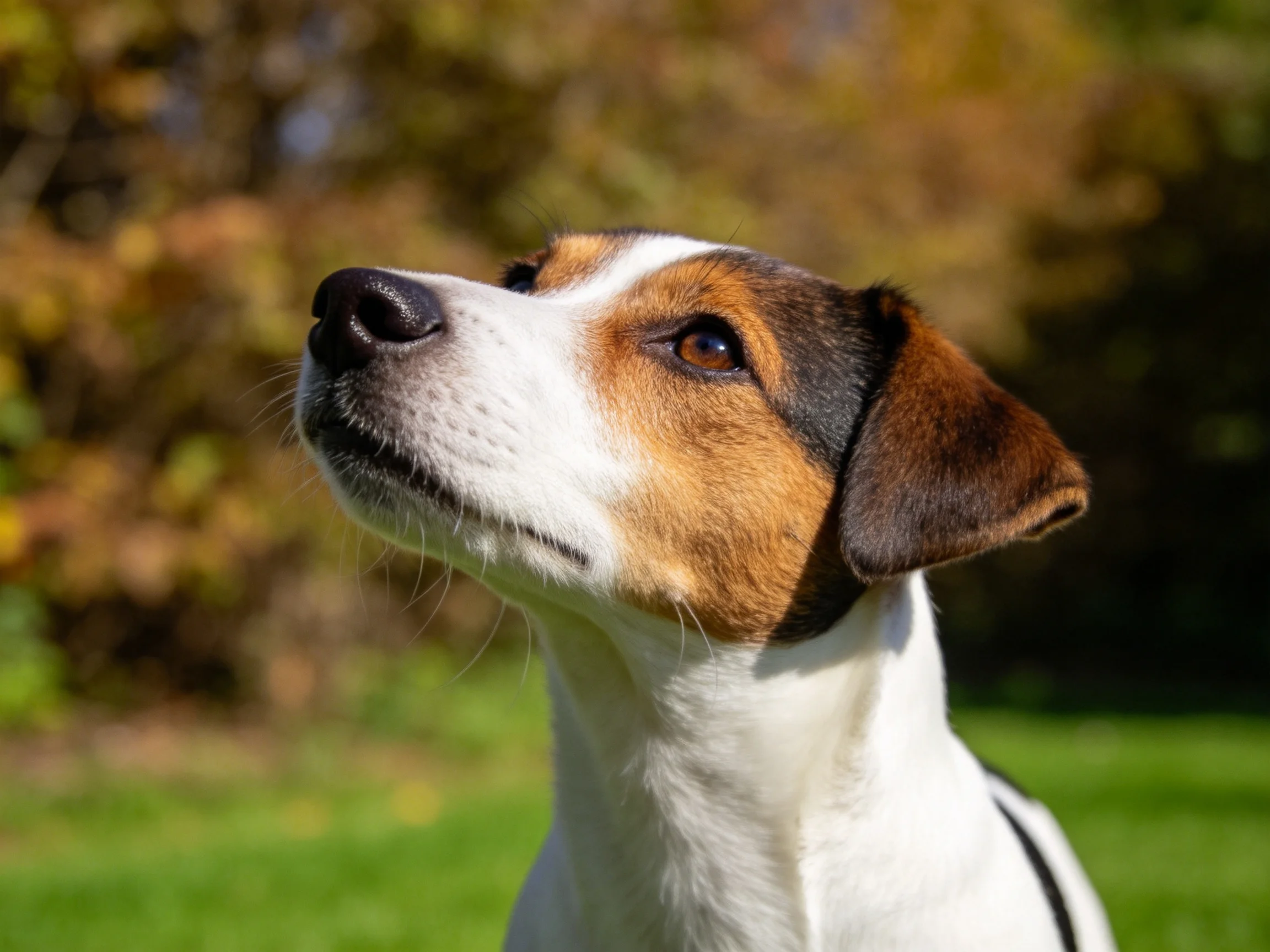 杰克罗素梗犬抬头凝望,白色毛发带有棕色和黑色斑纹,鼻尖湿润。