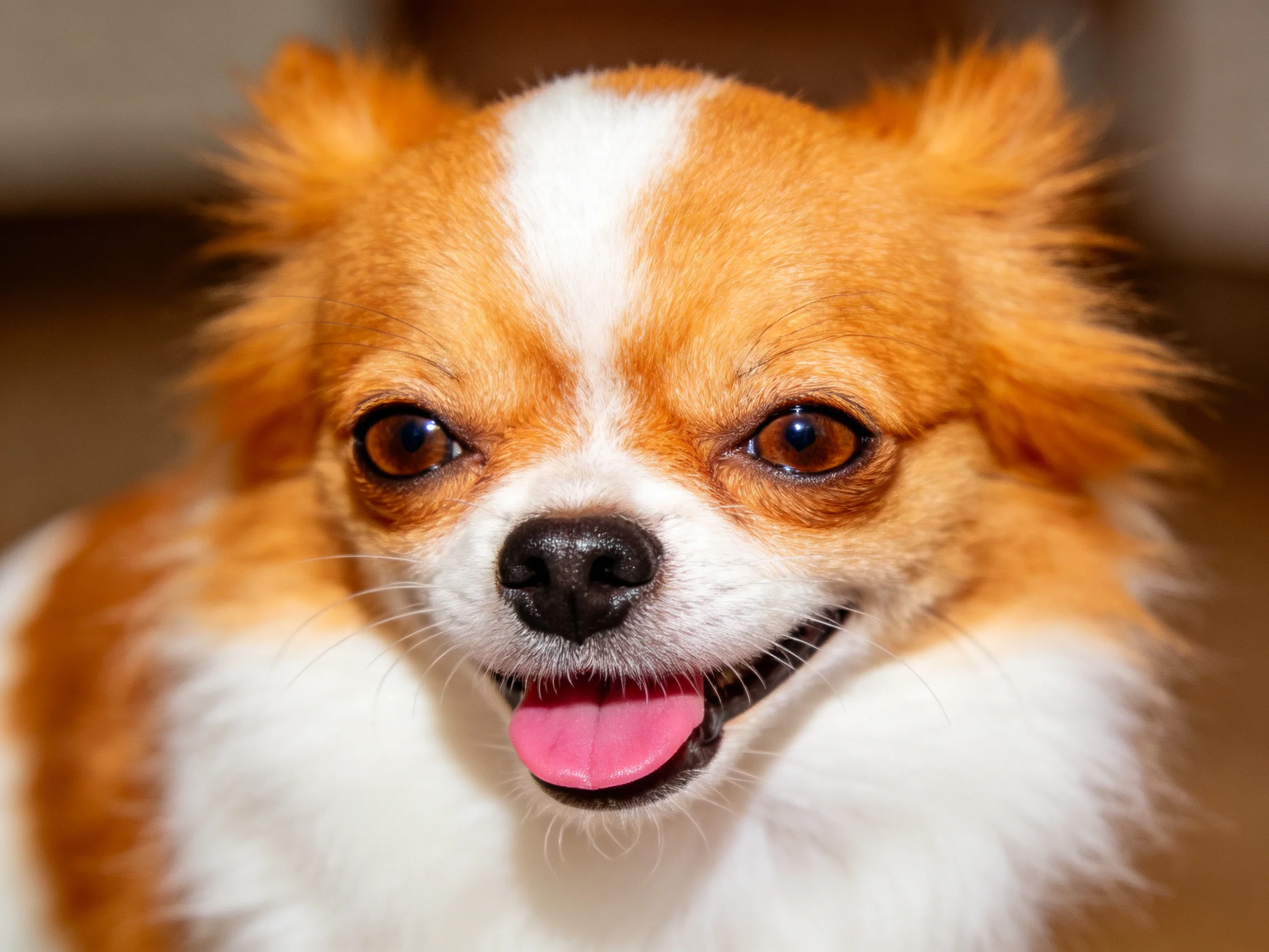 一只橙白相间的小型混种犬,粉红色舌头外露,蓬松毛发清晰可见。