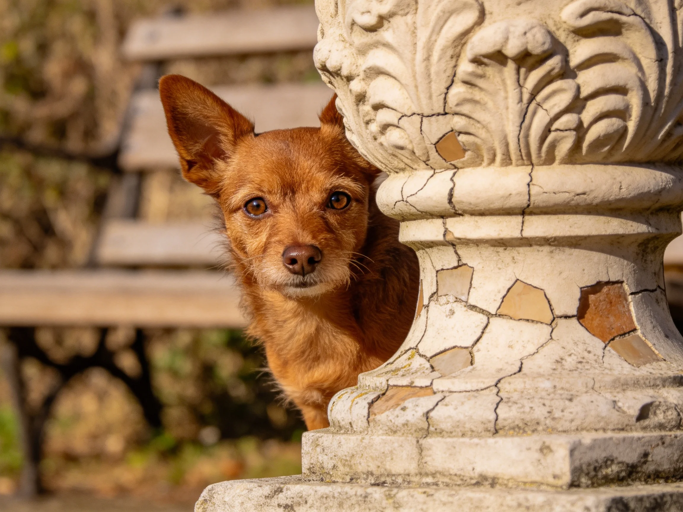 一只小型梗犬从有裂纹的石质装饰柱后探出头,红棕色短毛,耳朵竖立。