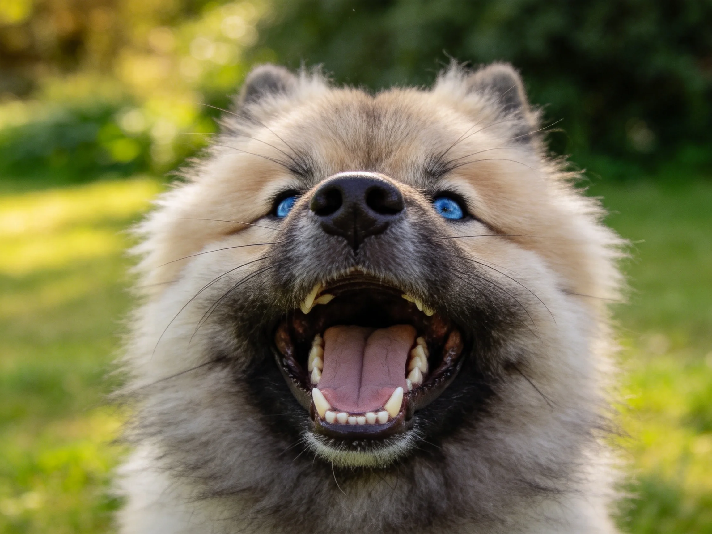 荷兰毛狮犬张开嘴巴,露出带有粉色舌头的口腔以及整齐排列的牙齿,蓝色眼睛明亮清澈。