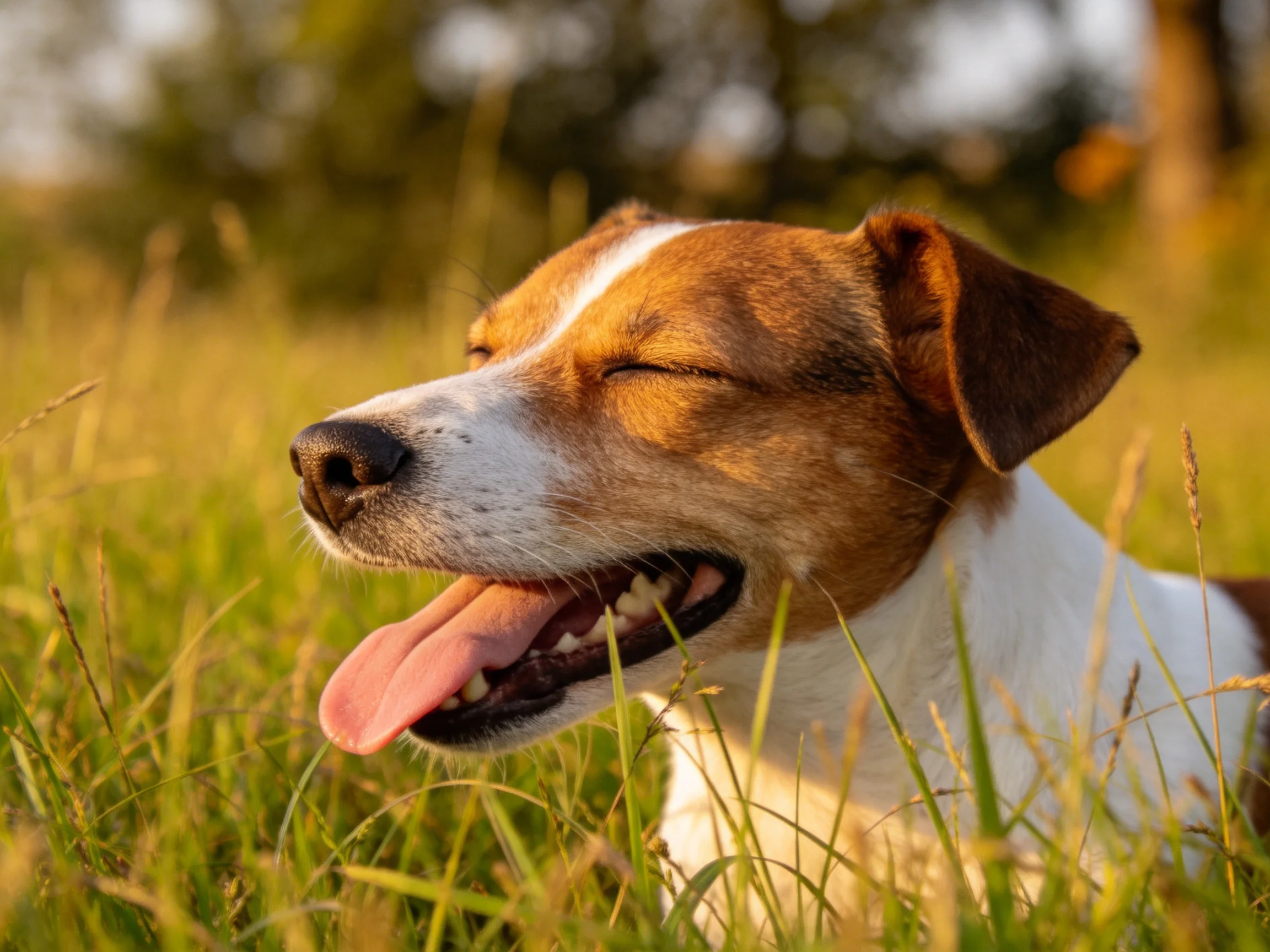 一只杰克罗素梗犬闭着眼躺在草地上,粉色舌头伸出,棕白相间的被毛在阳光下清晰可见。