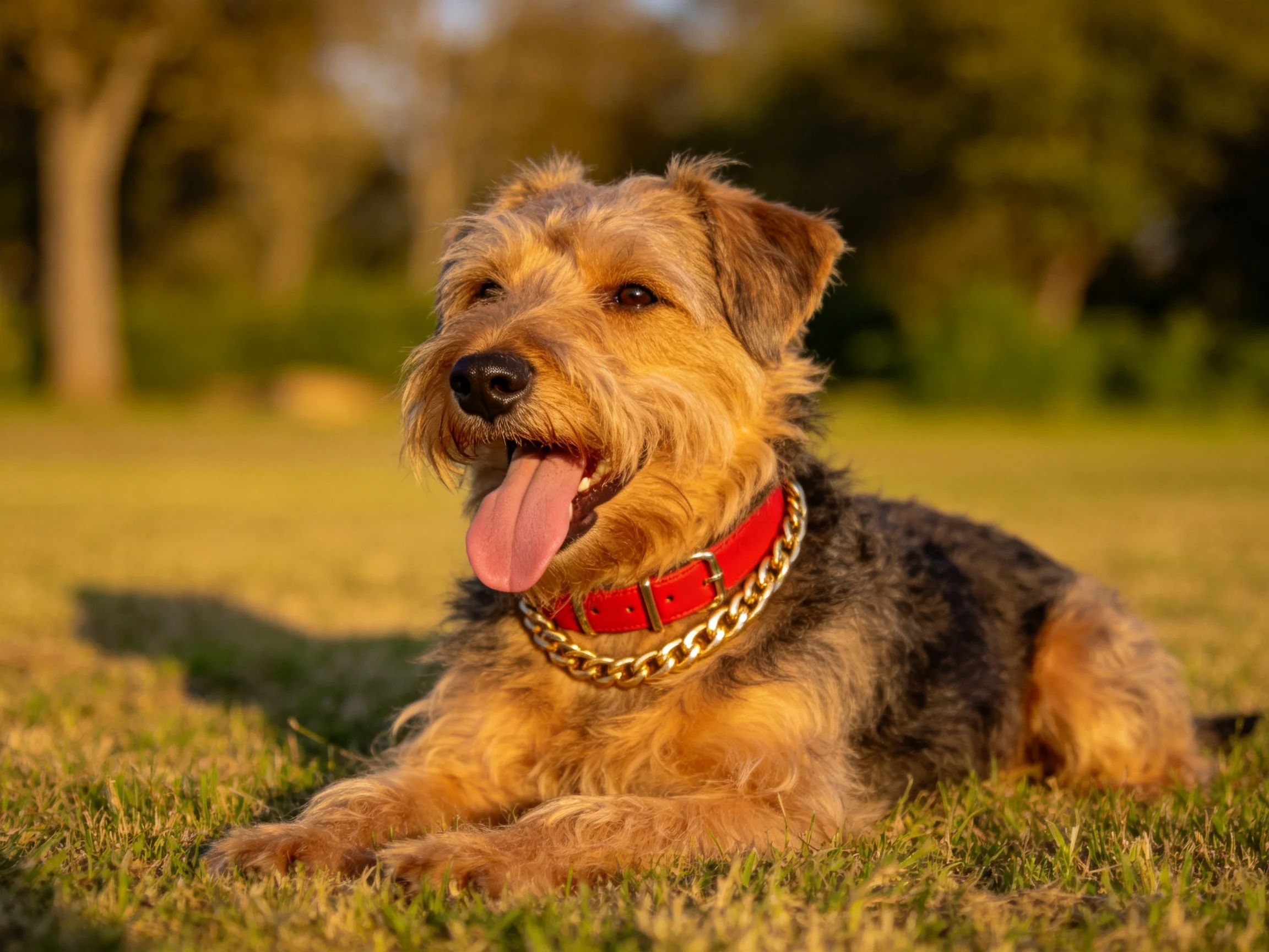 艾尔西德猎犬趴在草地上,嘴巴张开露出湿润的粉色舌头,毛发呈棕褐与黑色相间。