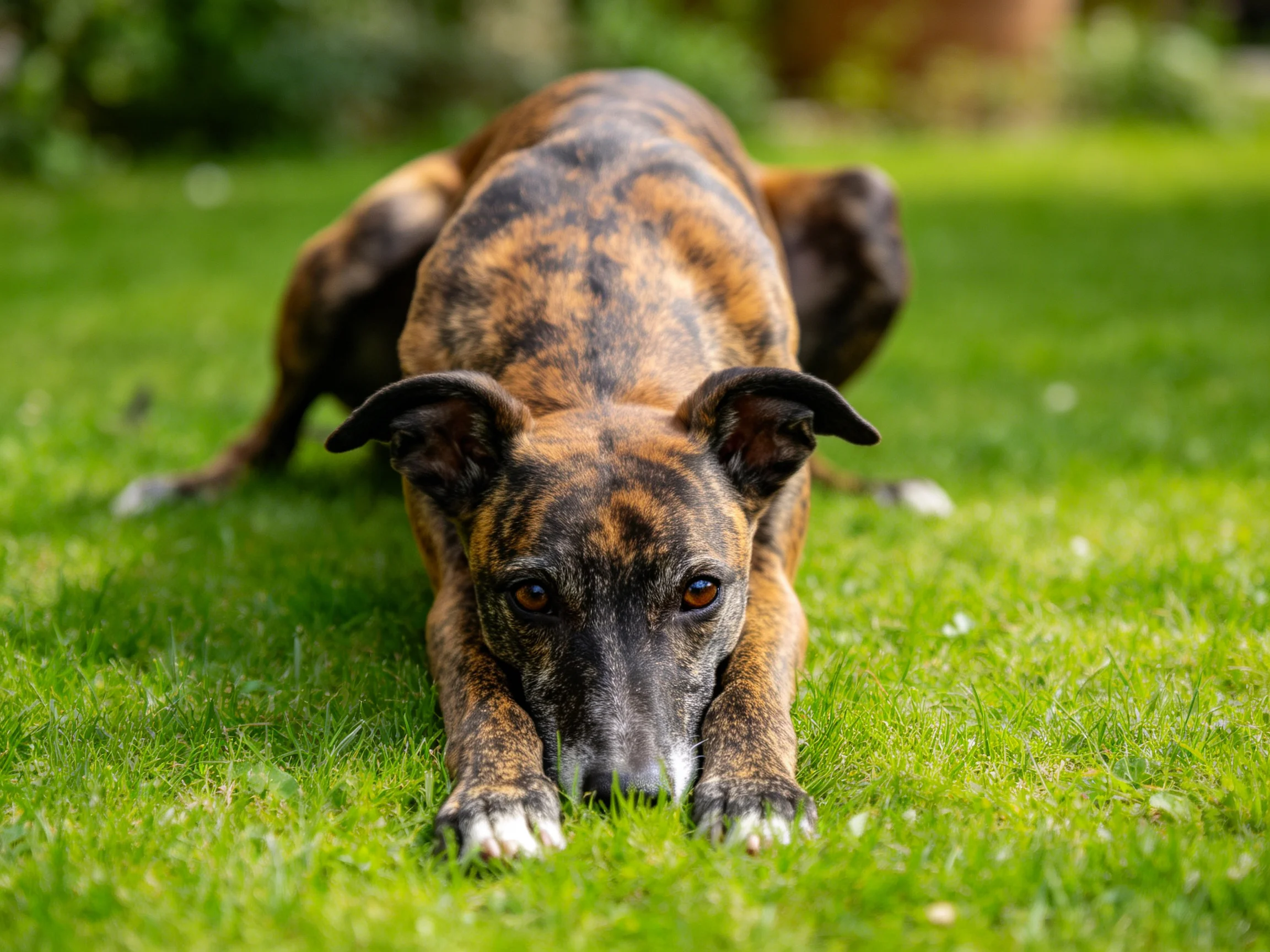 惠比特犬趴卧在绿色草地上,头部贴近地面,棕褐相间的毛发清晰可见。