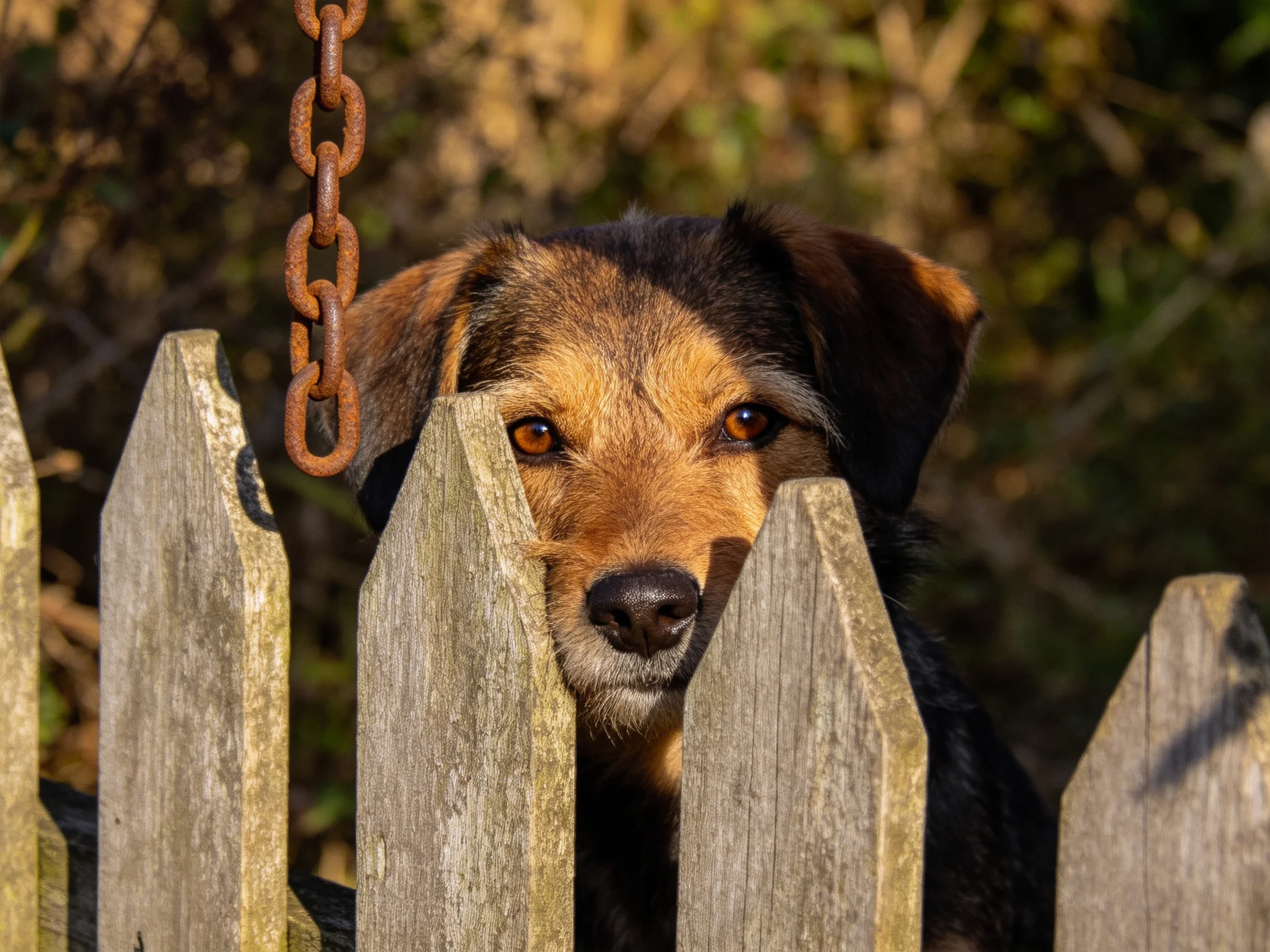 短毛混种犬透过尖顶木栅栏,黑棕相间的被毛清晰可见,面部表情平静。