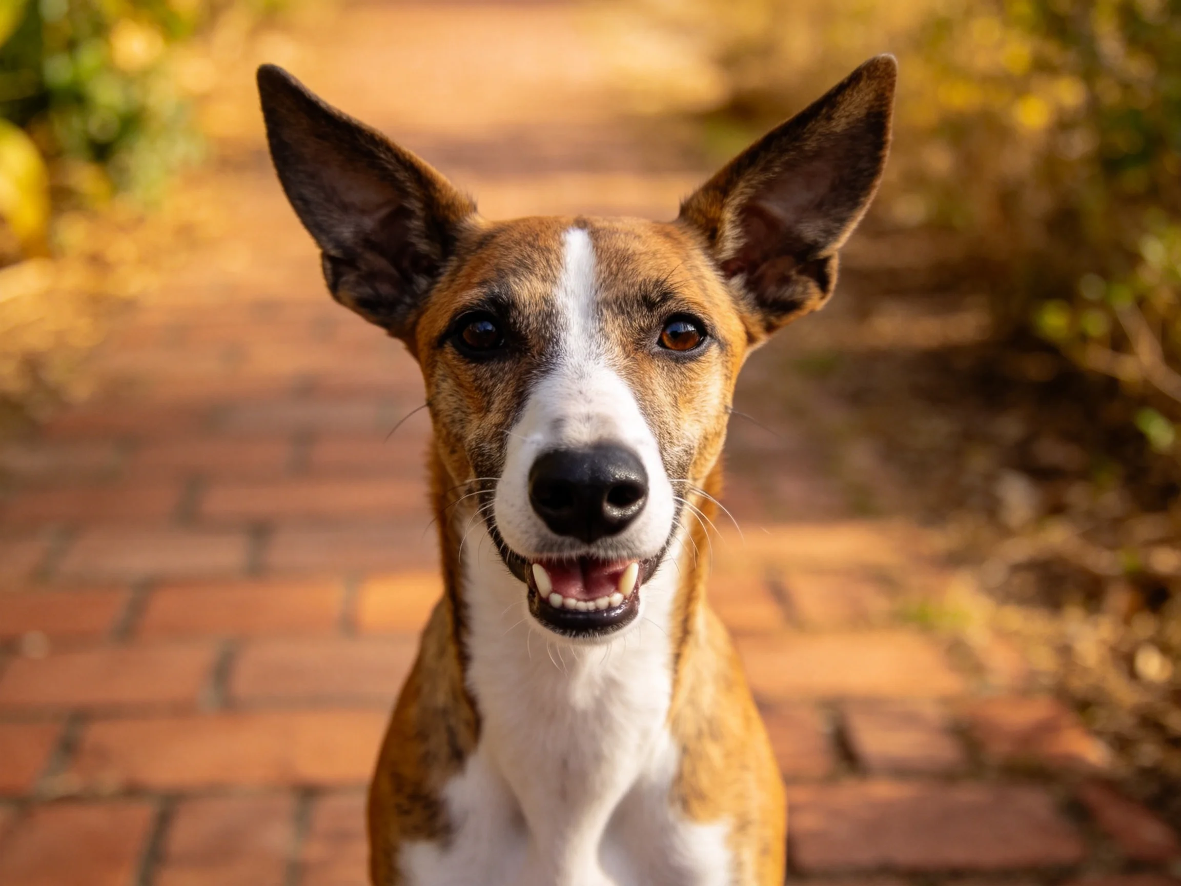 一只棕白相间的短毛猎犬面向镜头,耳朵竖立,嘴巴微张露出牙齿,处于砖路户外场景中。