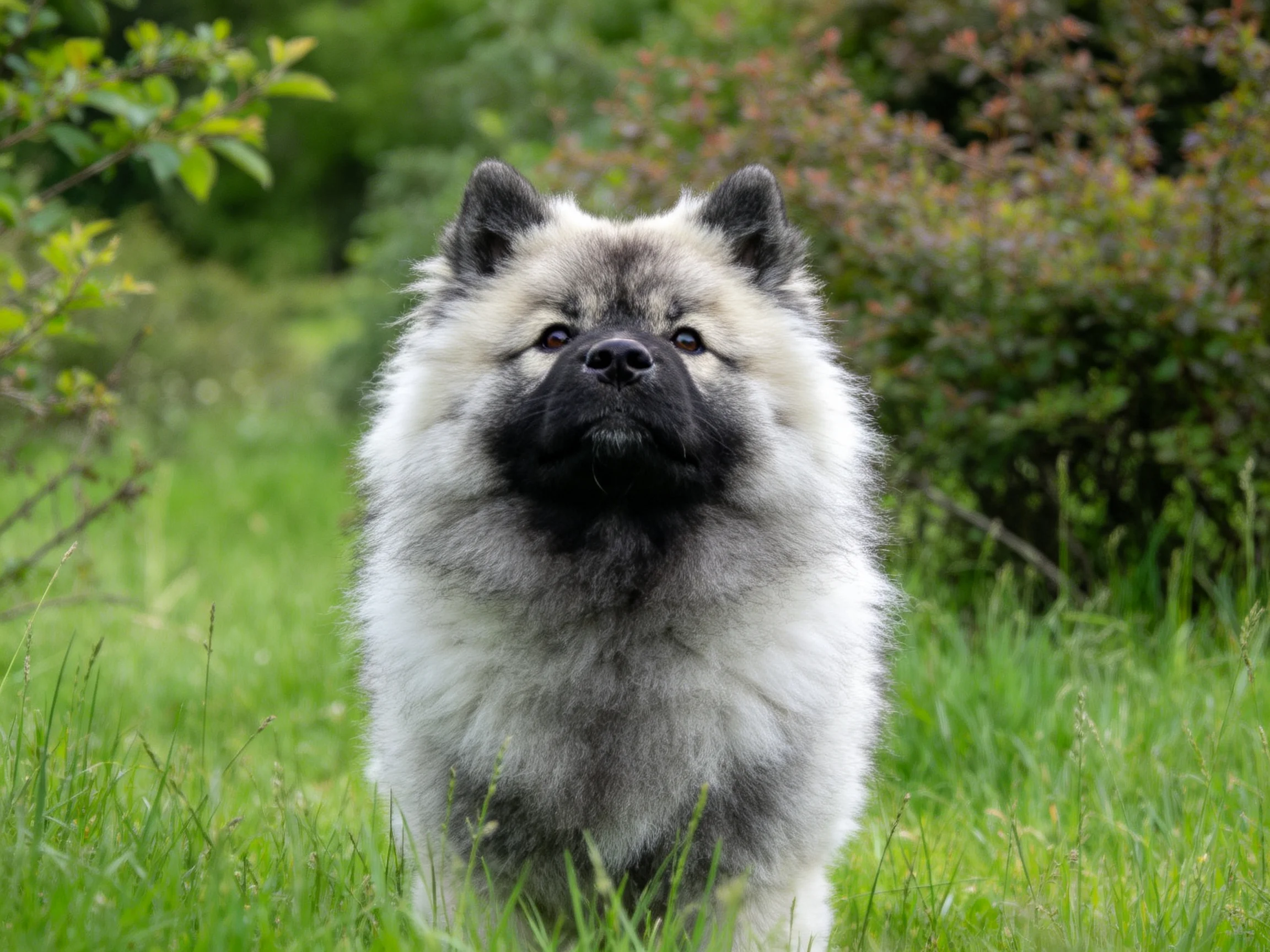Keeshond犬有着蓬松的灰白色毛发,黑色的面部特征清晰可见。