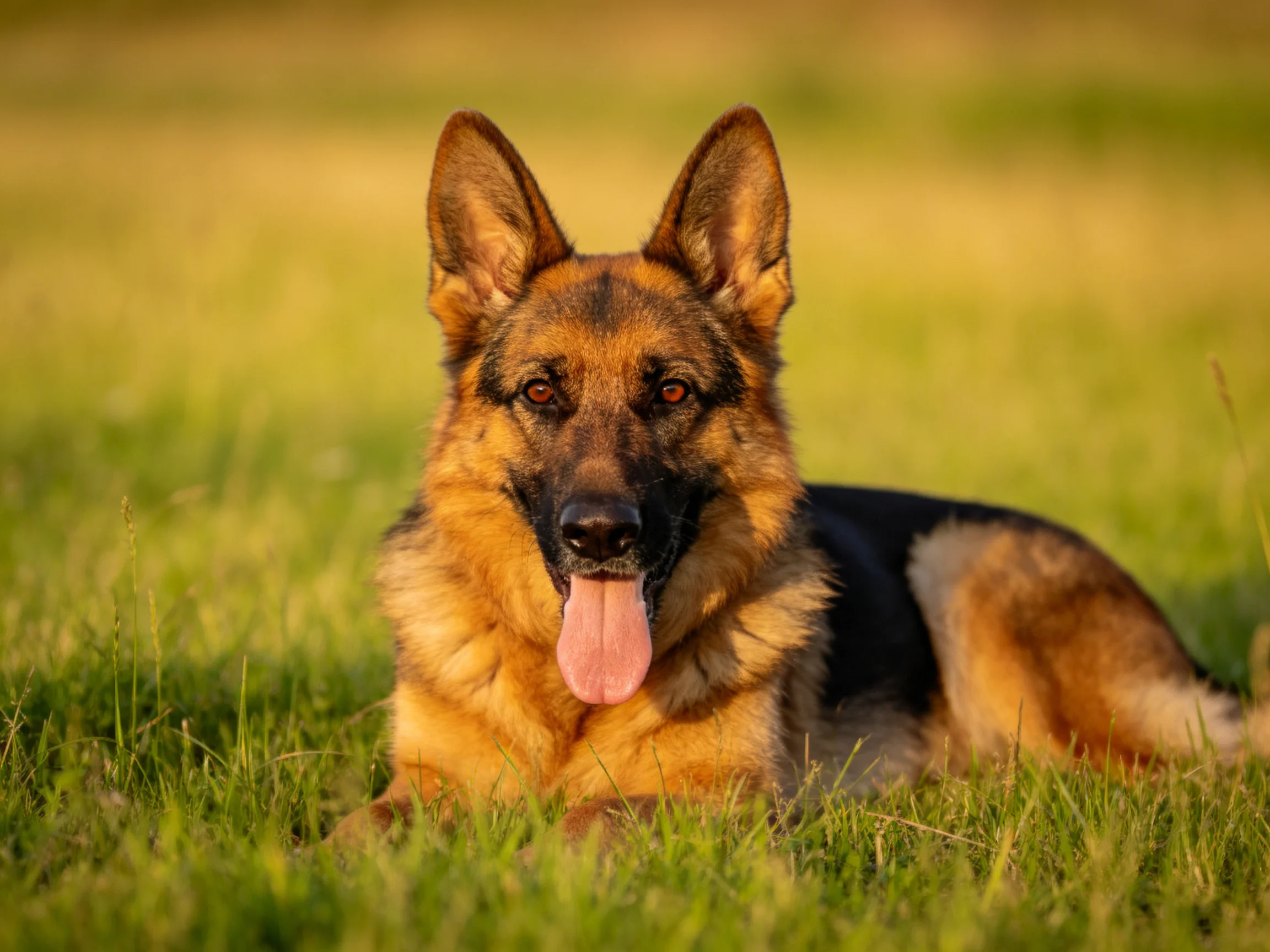德国牧羊犬趴卧在草地上,毛发呈现出黑棕色相间纹理,粉红色舌头伸出。