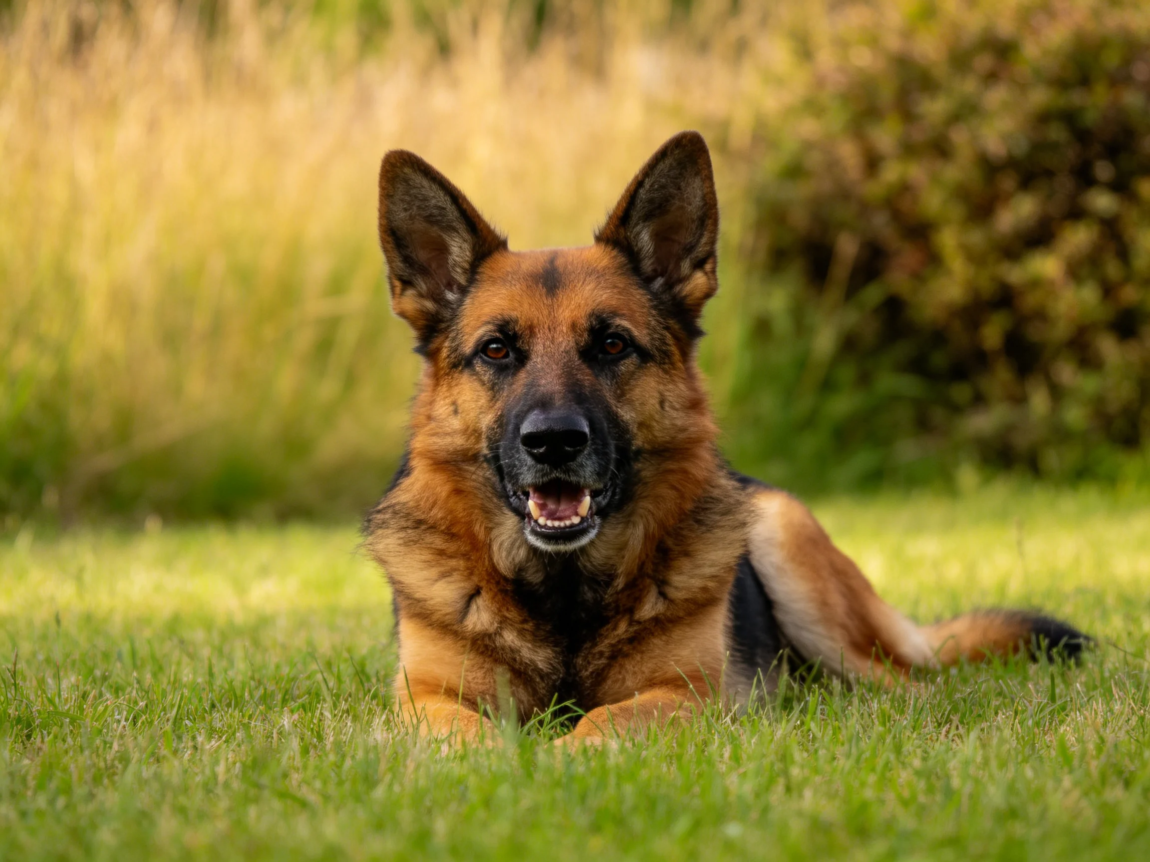 德牧犬嘴巴张开露出牙齿，耳朵竖立在头部两侧，身体趴卧在草地上。
