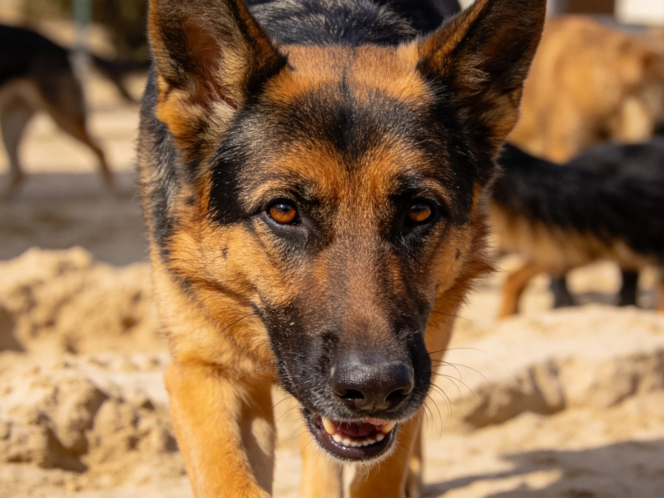 一只德国牧羊犬面向镜头,黑棕相间的被毛,耳朵竖立,嘴巴微张。