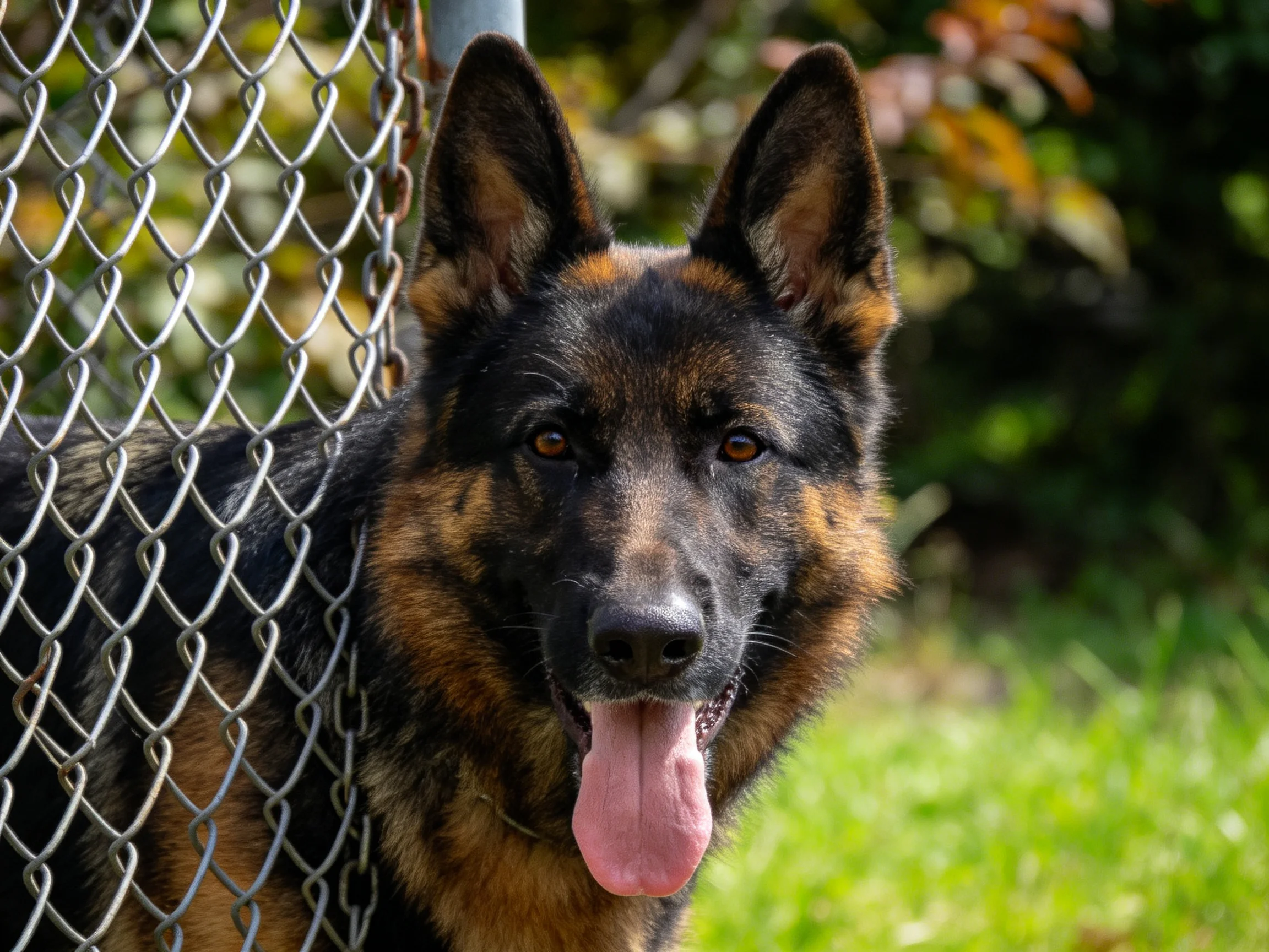 德国牧羊犬站在铁丝网旁,黑色的被毛带有棕色斑纹,嘴巴张开露出湿润的粉色舌头。