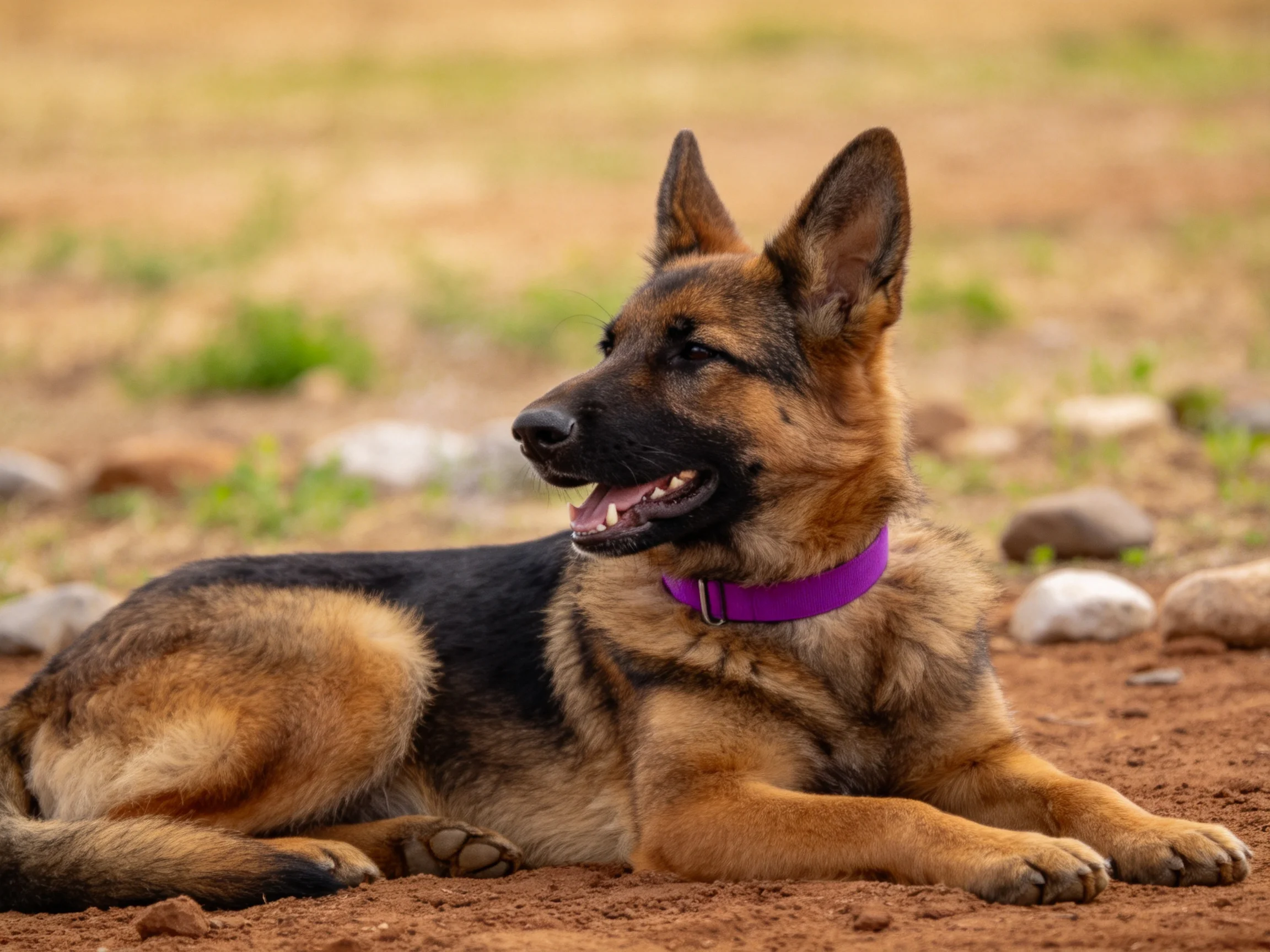 德国牧羊犬趴在红土地上，嘴巴张开露出牙齿，脖颈处的紫色项圈清晰可见。