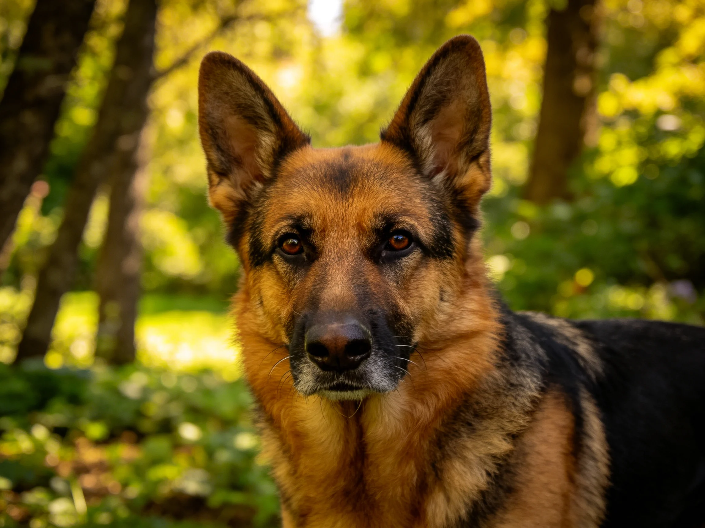 一只德国牧羊犬在森林环境中特写,它有着黑棕色毛发,竖立的耳朵,眼神专注。