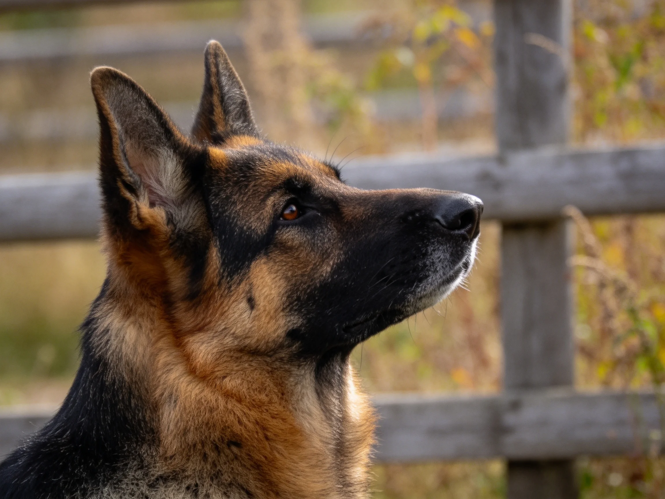 德国牧羊犬有着黑色的面部和棕褐色毛发,耳朵直立立,目光看向远方。