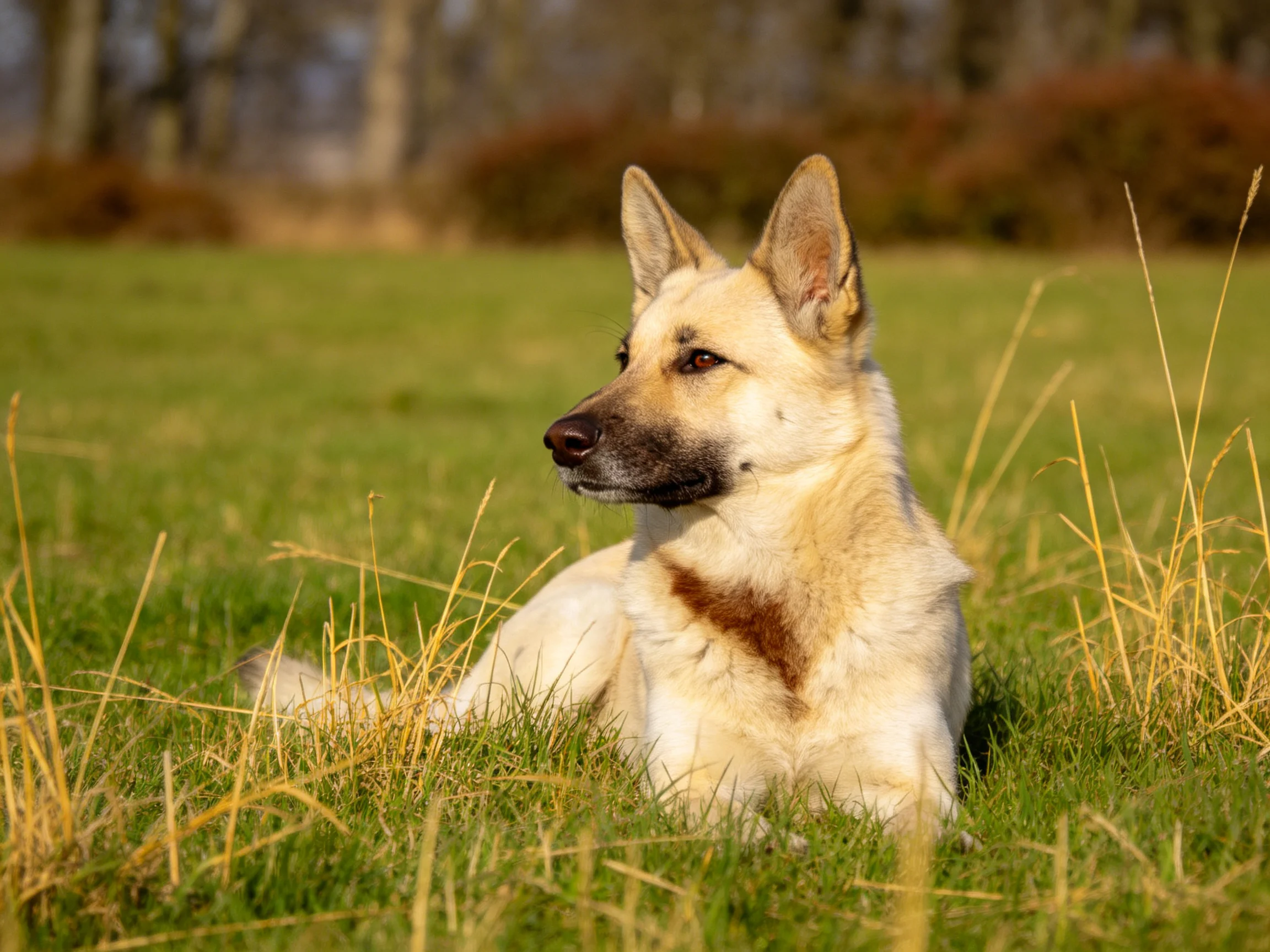 一只带有深褐色胸斑的浅色德国牧羊犬安静躺卧在绿色草地上。